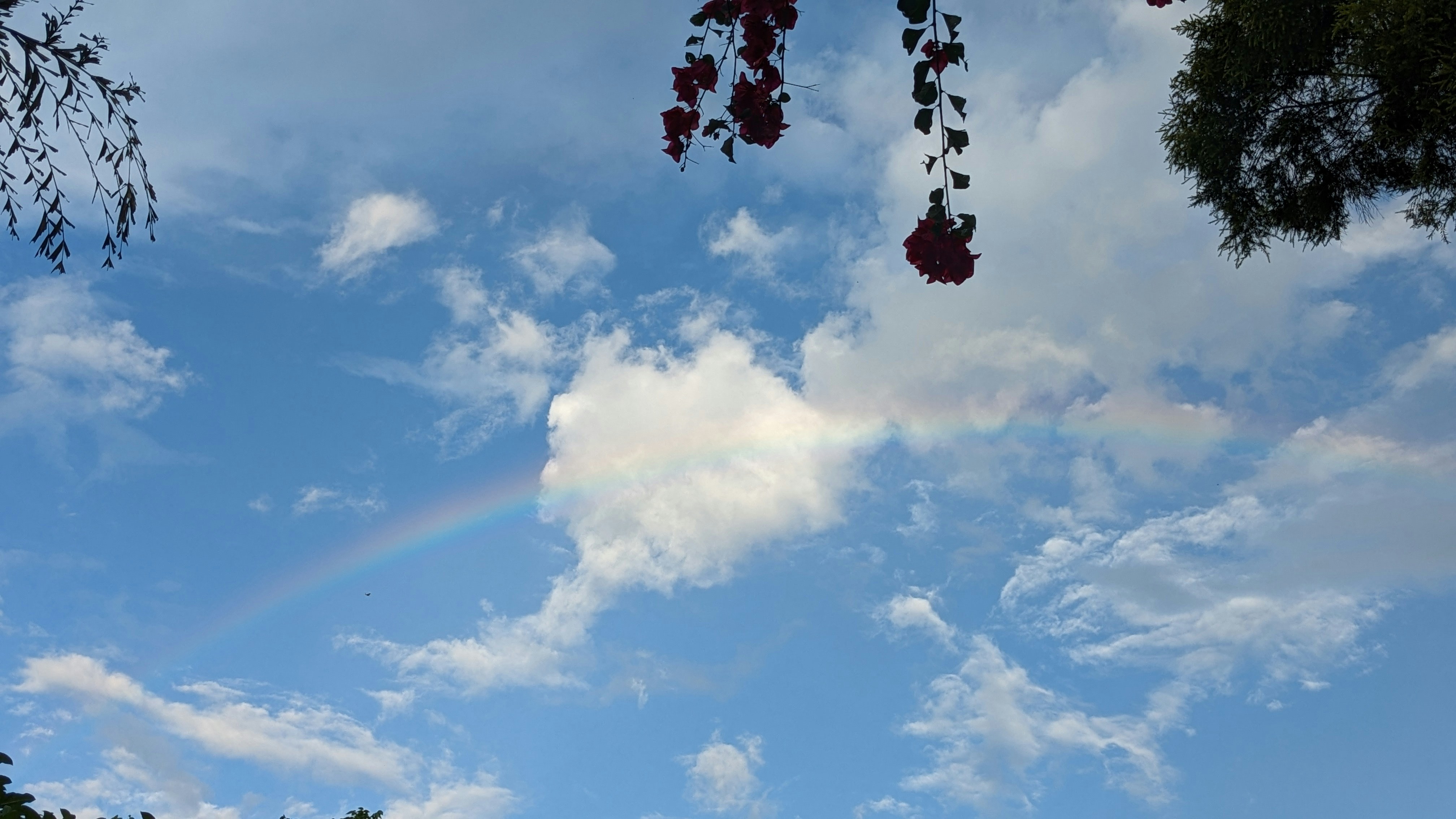 A rainbow is seen in the sky above some trees