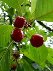 Three cherries hanging from a tree with green leaves