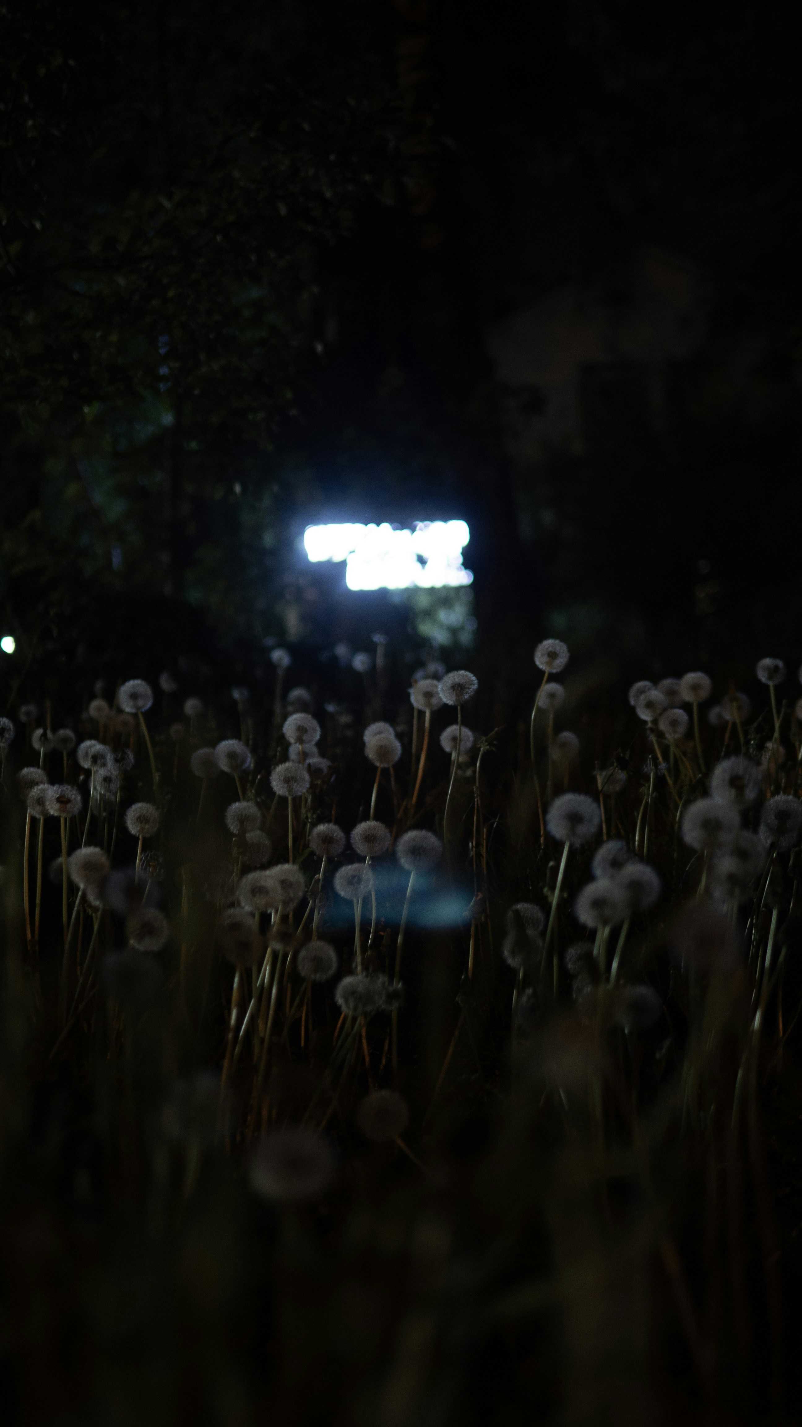 A field of dandelions in the dark at night