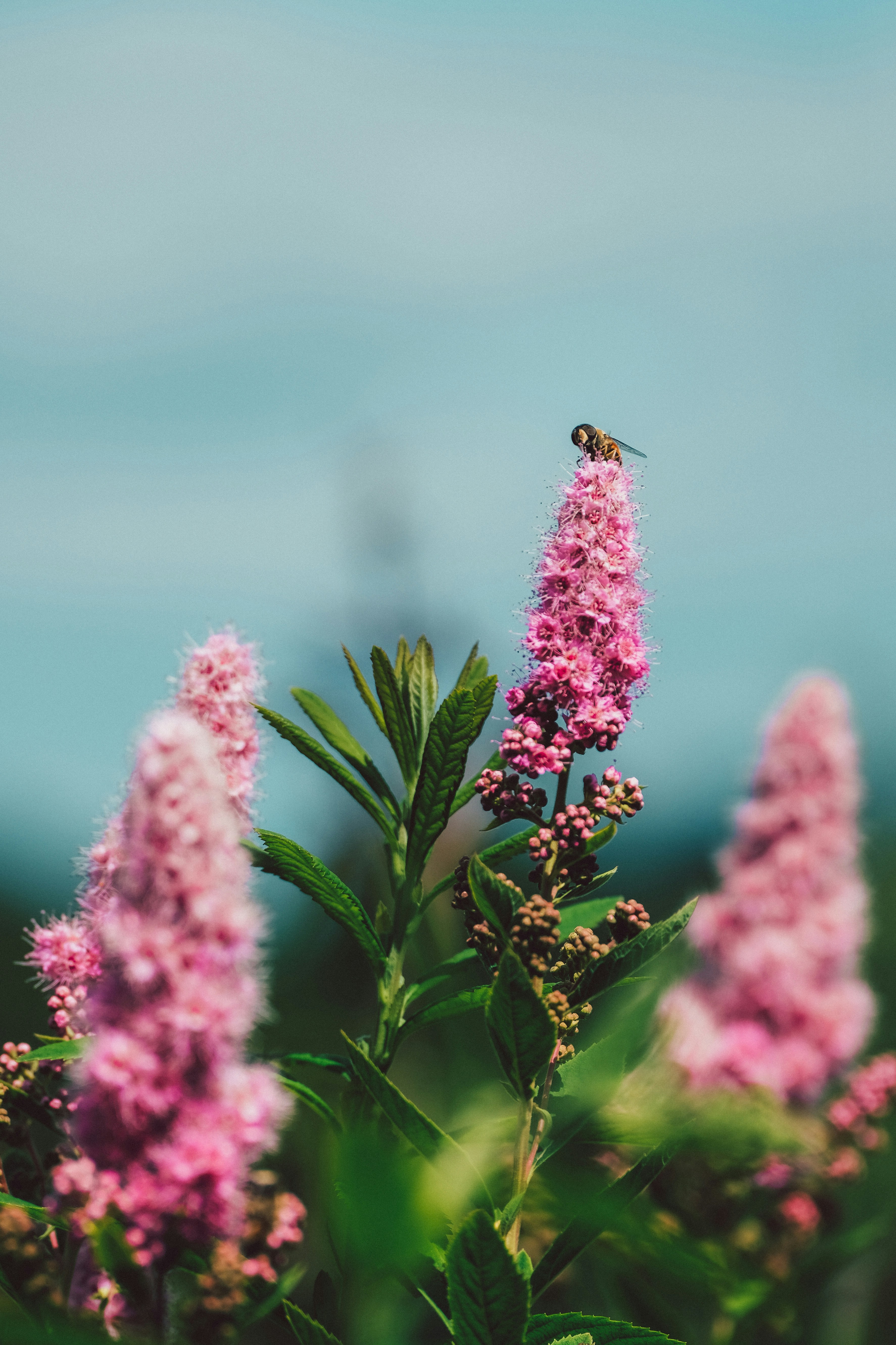 Eine Biene sitzt auf einer rosa Blume