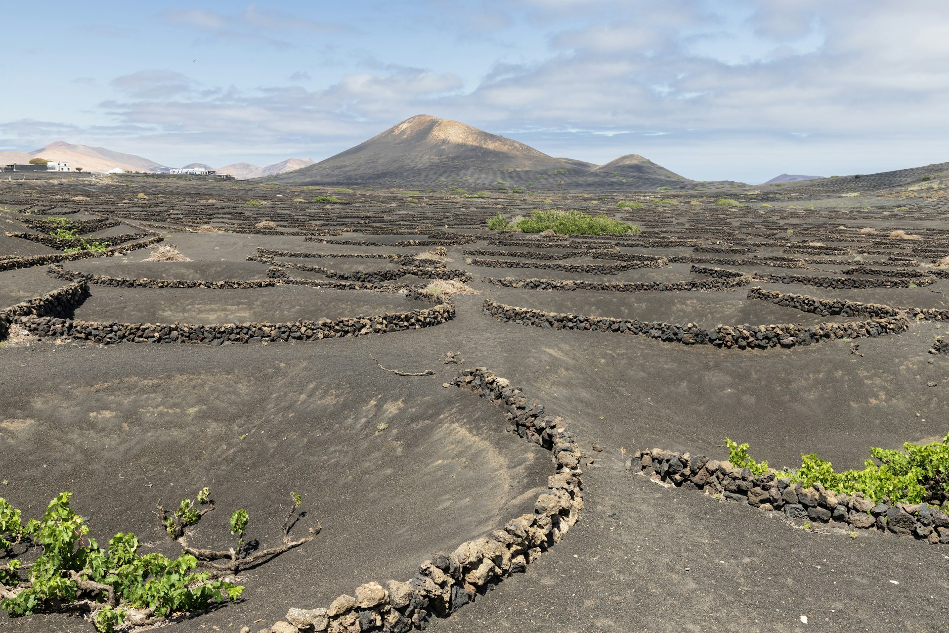 PICÓN — Bodega de vinos volcánicos en La Geria, Lanzarote