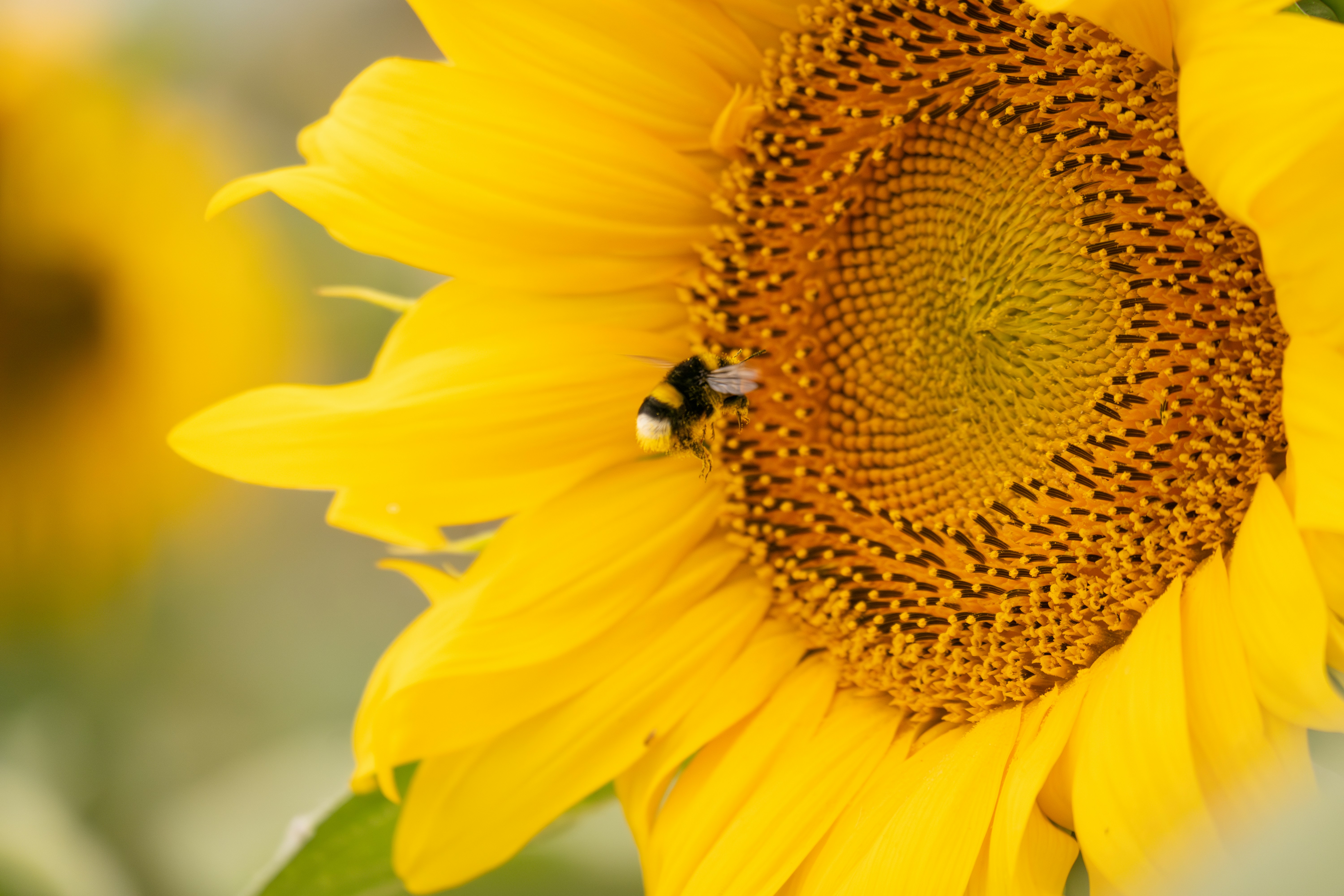 A large sunflower with a bee on it