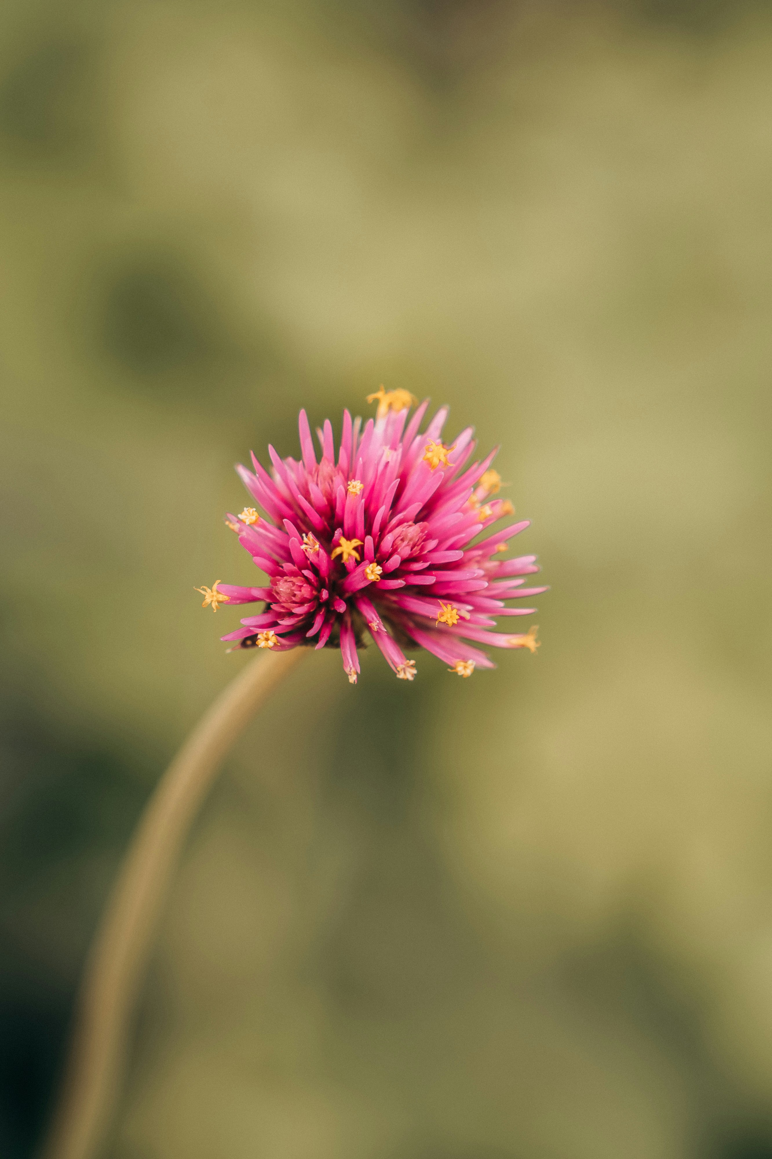 Photo by hassananayi
