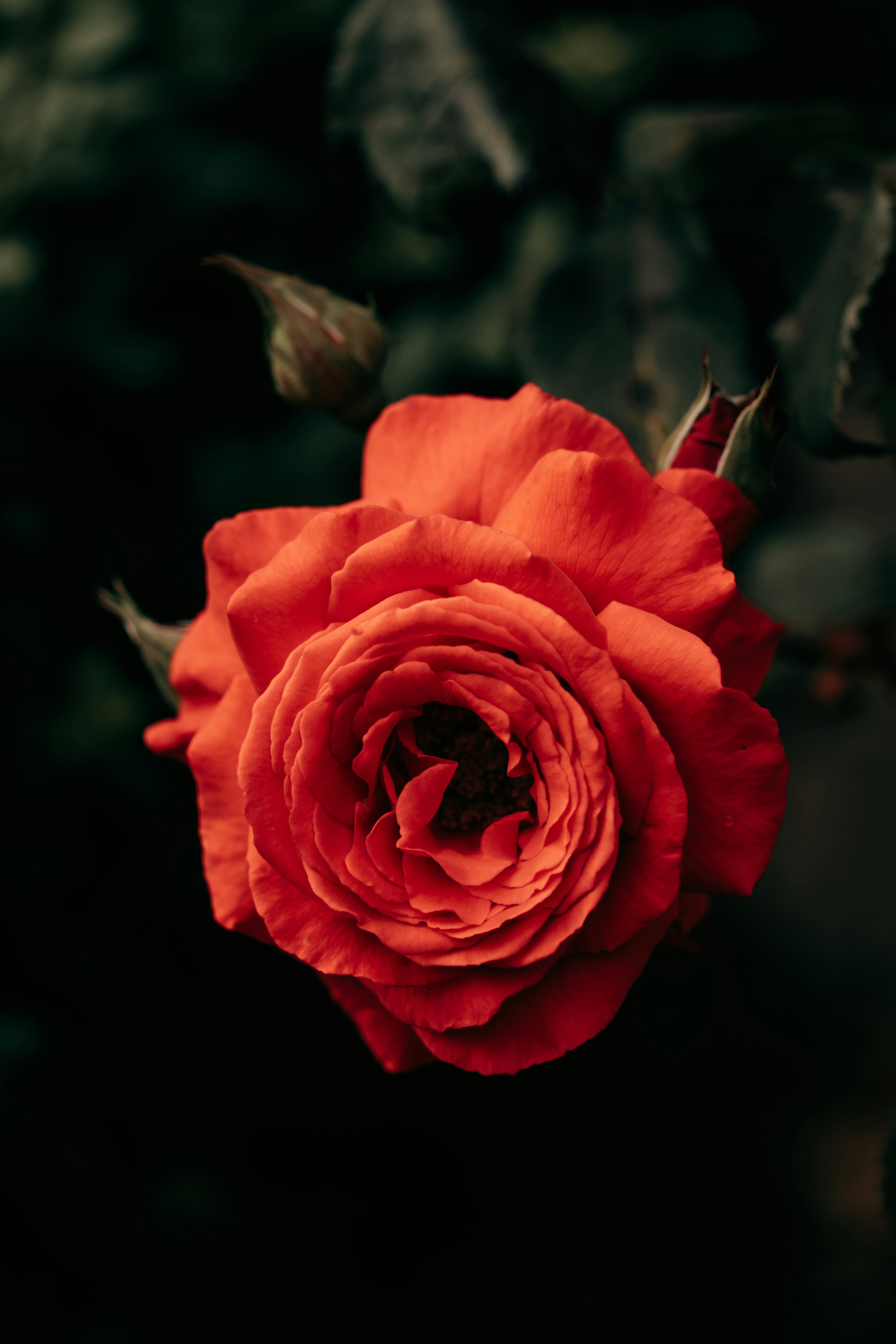 Photo by hassananayi