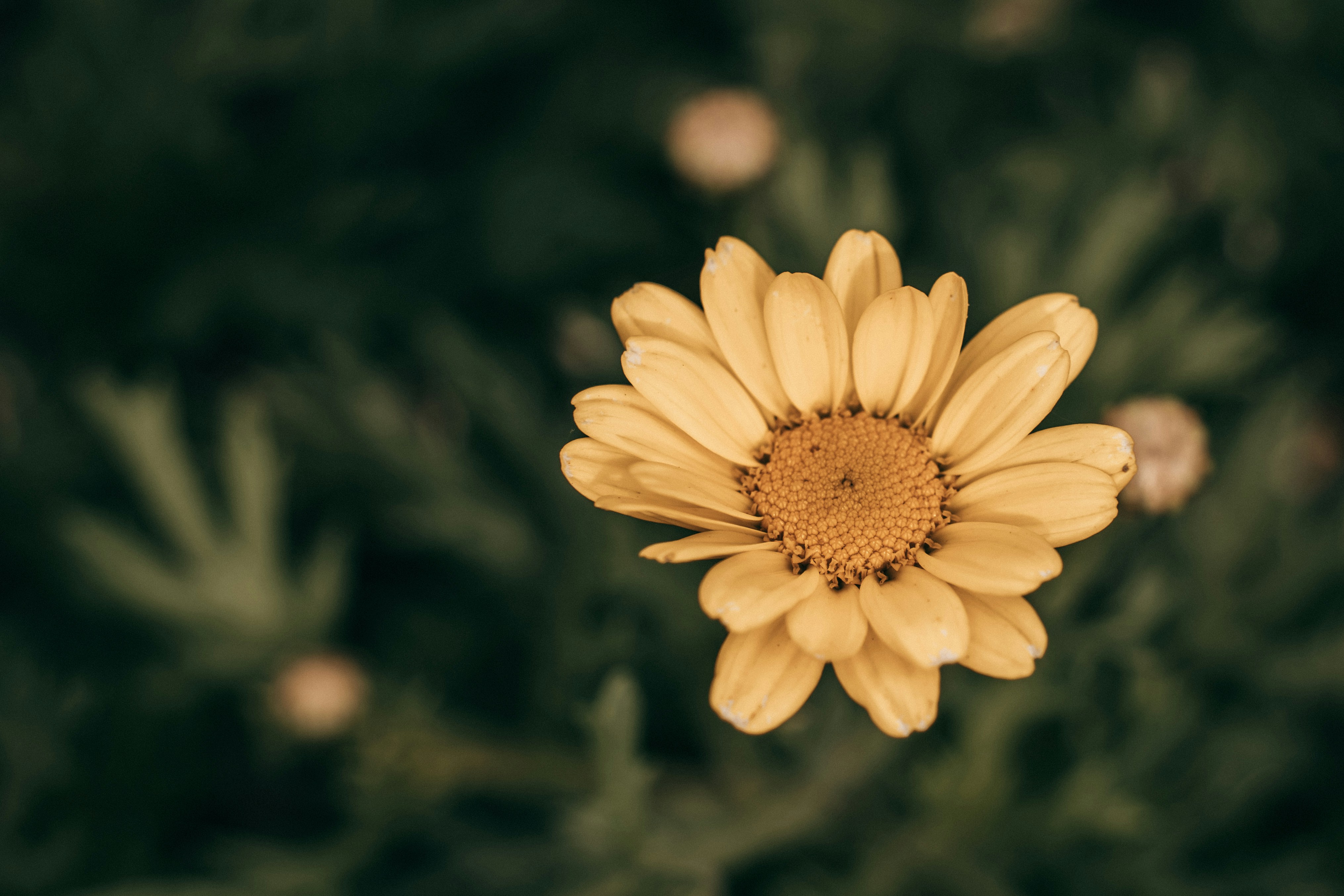 Photo by hassananayi