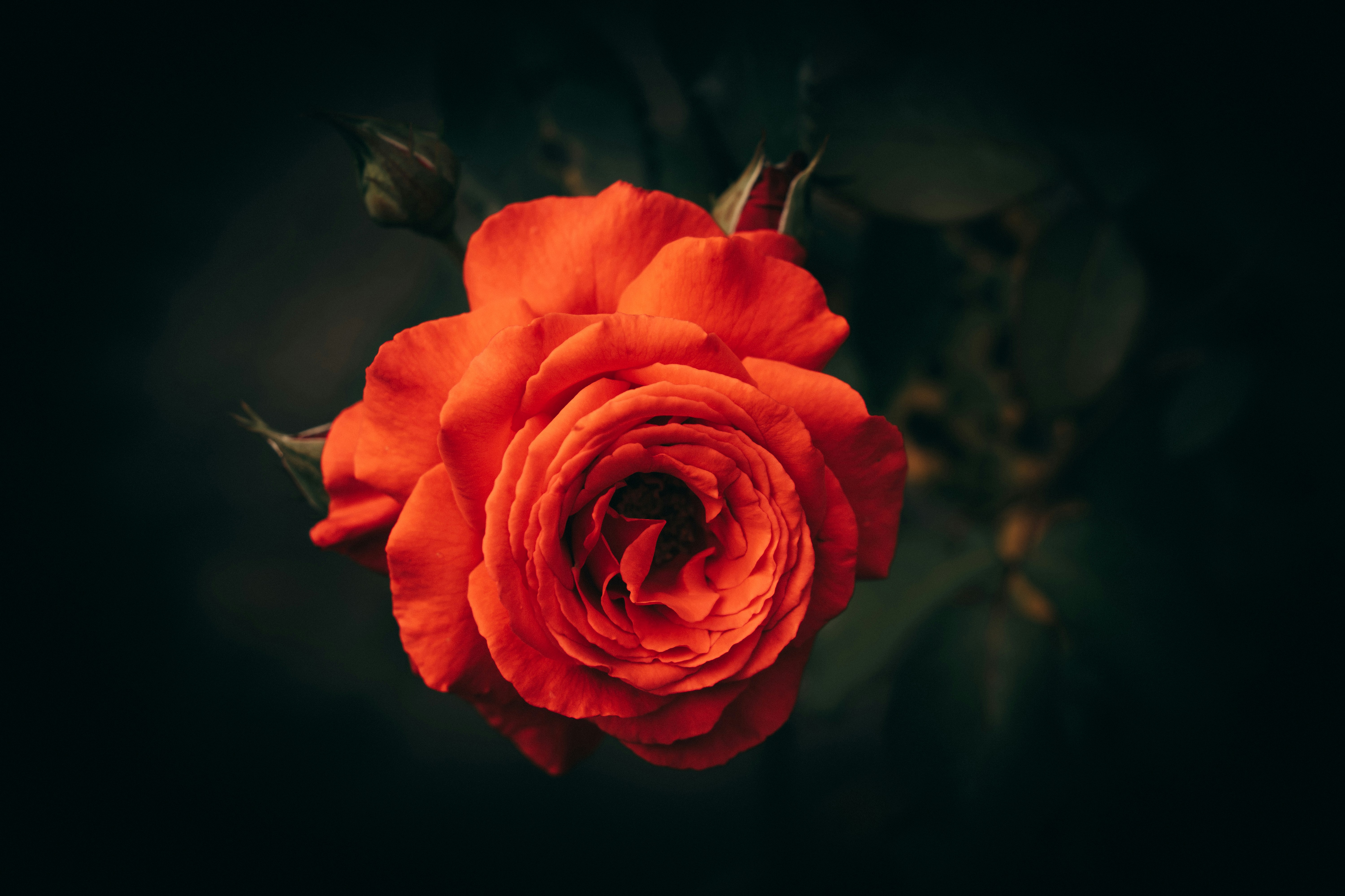 Photo by hassananayi