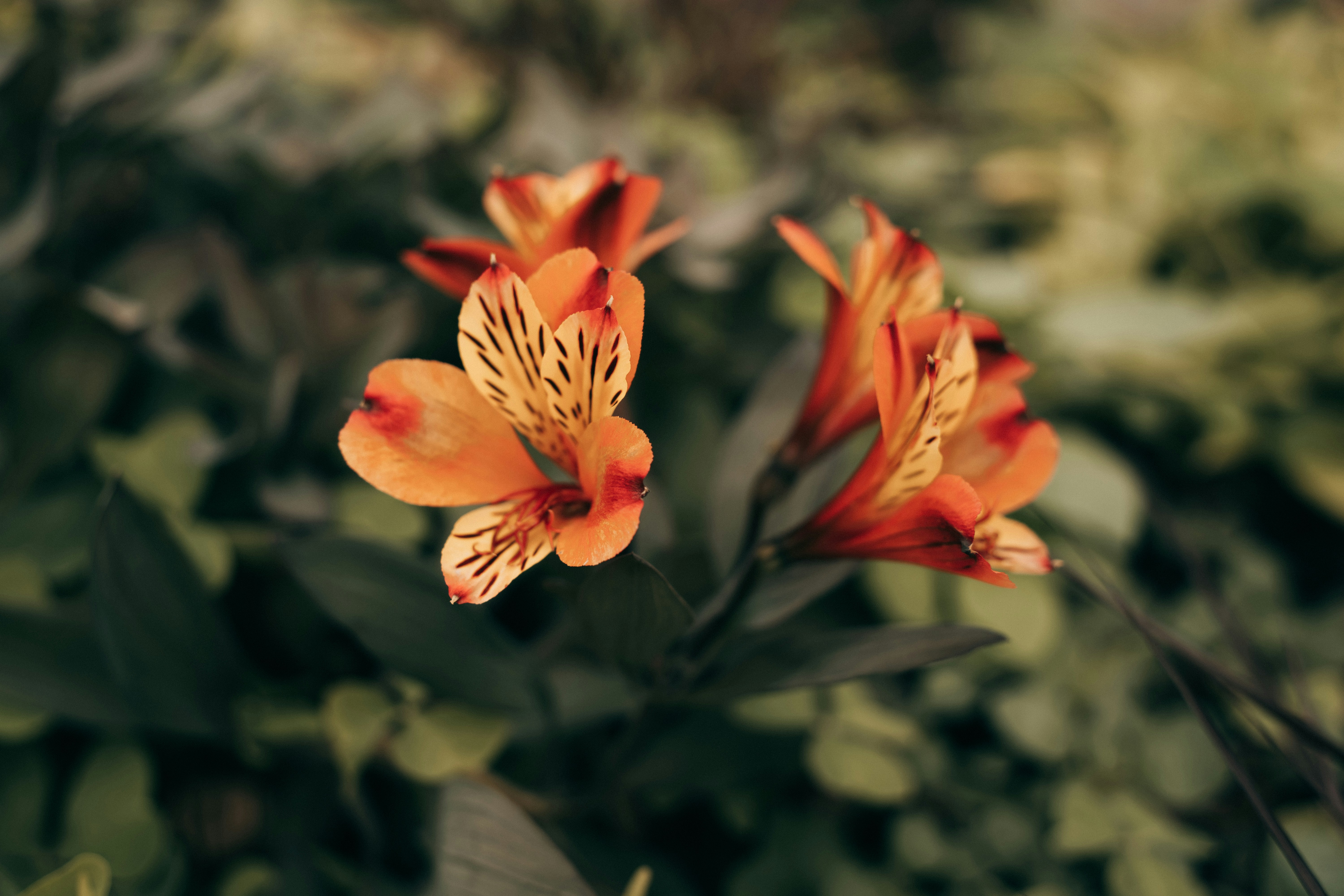 Photo by hassananayi