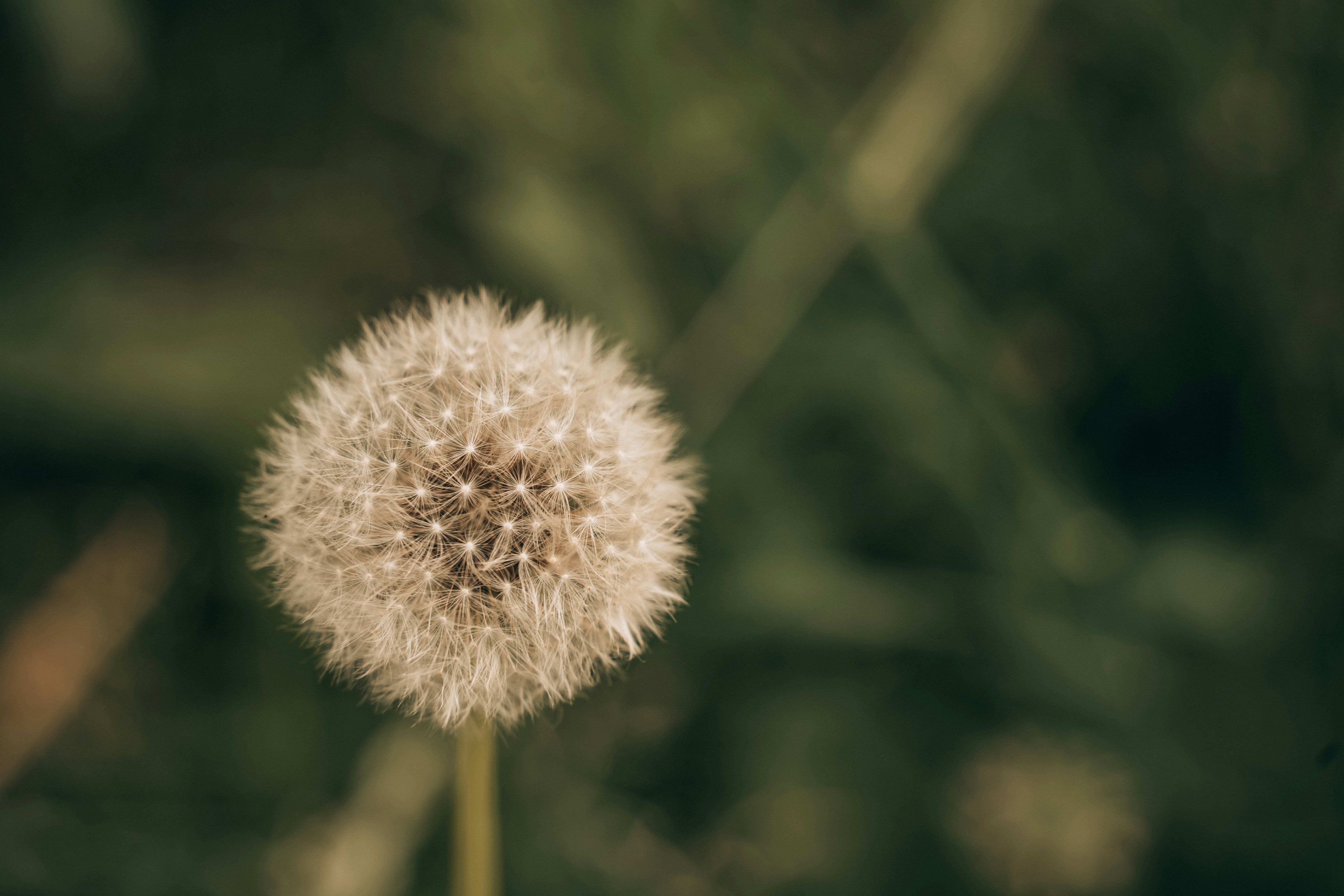 Photo by hassananayi