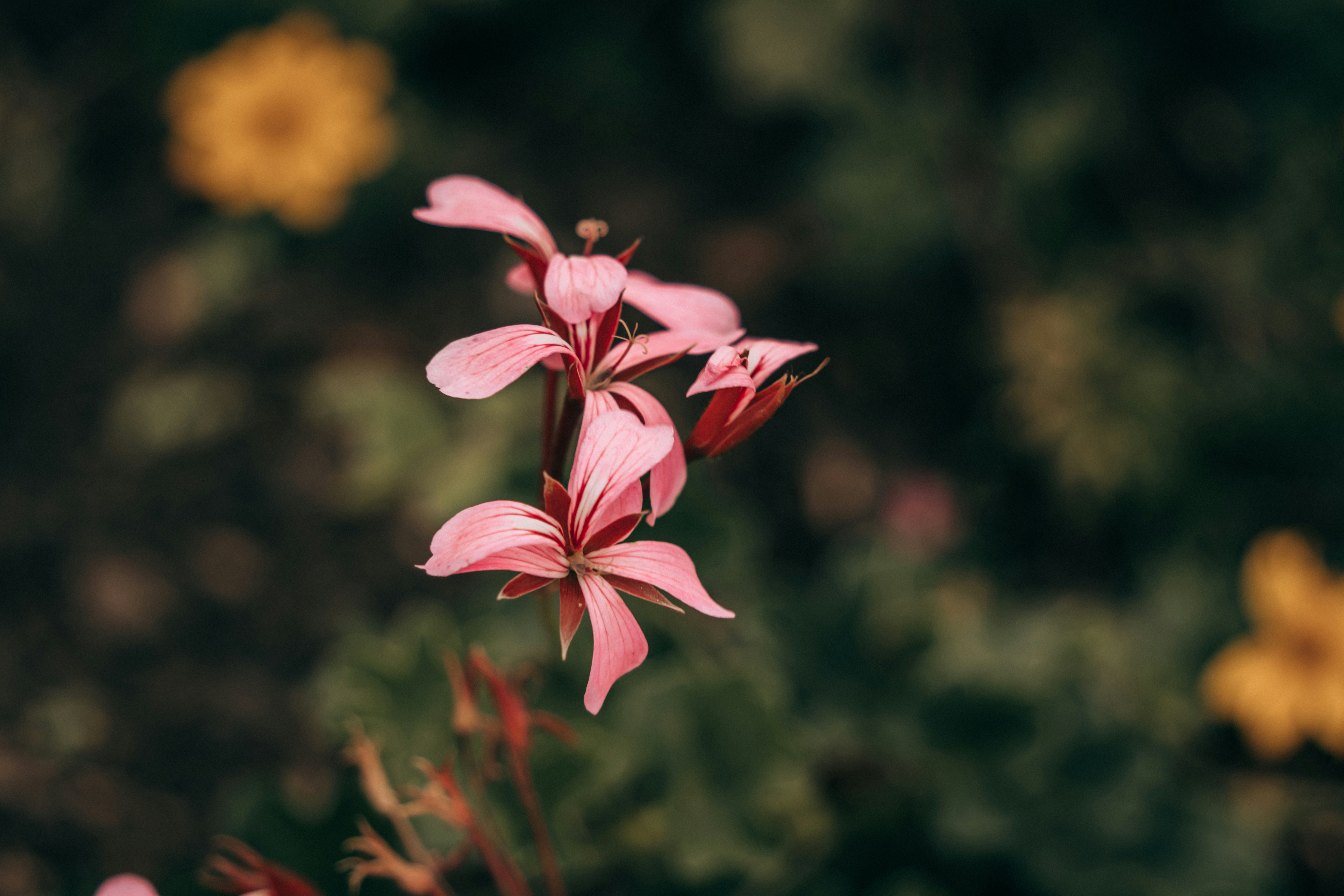 Photo by hassananayi