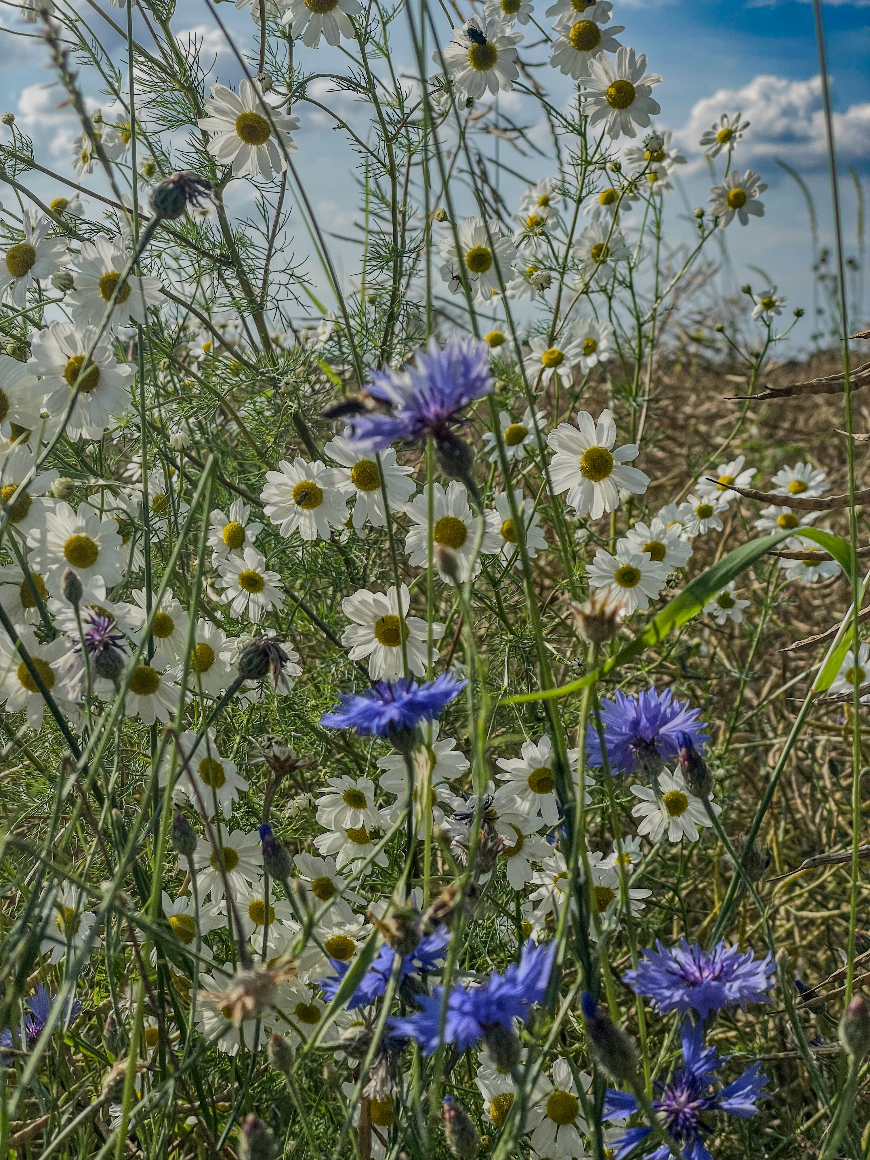 Choose from a curated selection of grass backgrounds. Always free on Unsplash.
