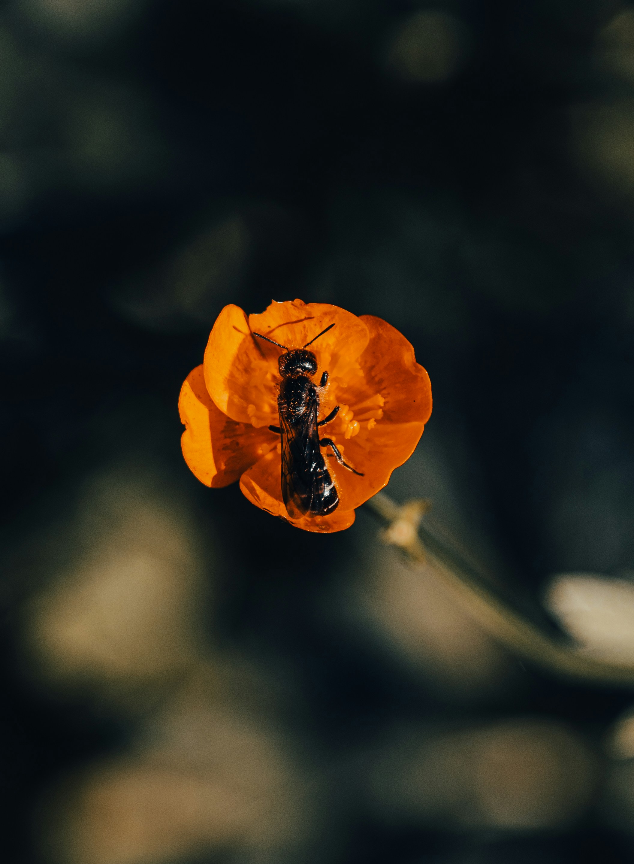 Photo by hellaren