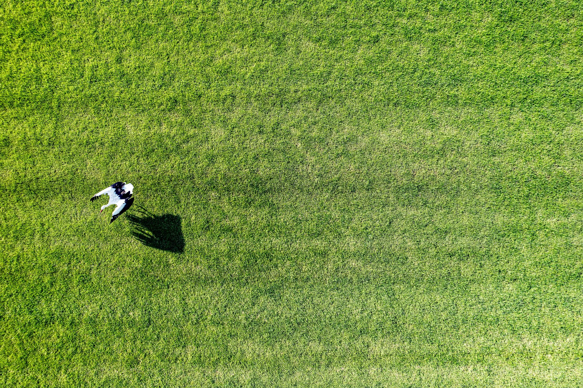 An aerial view of a dog chasing a frisbee