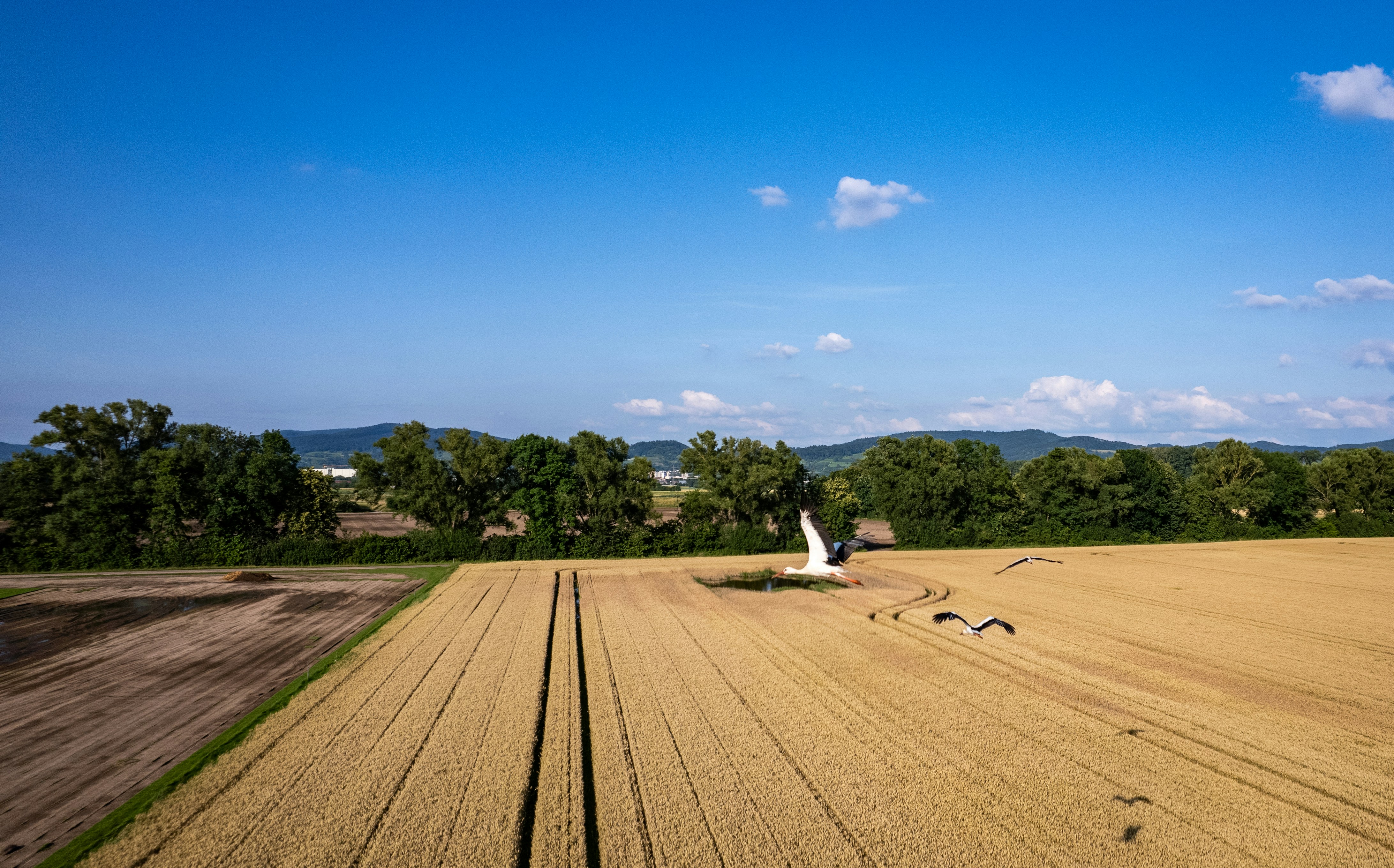 A large field with a bird flying over it