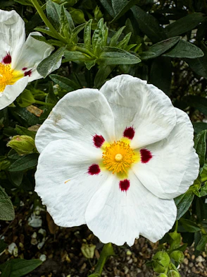 Two white flowers with red centers in a garden