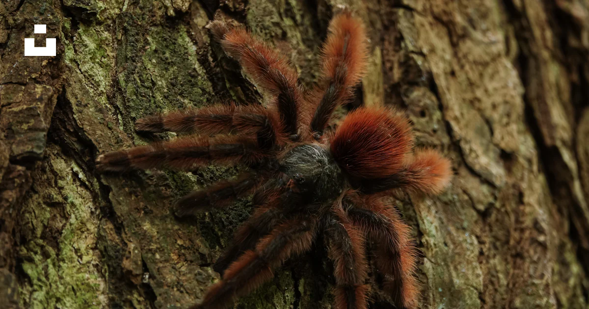Une araignée rouge rampant sur l’écorce d’un arbre photo – Image ...