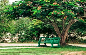 A green bench under a tree in a park
