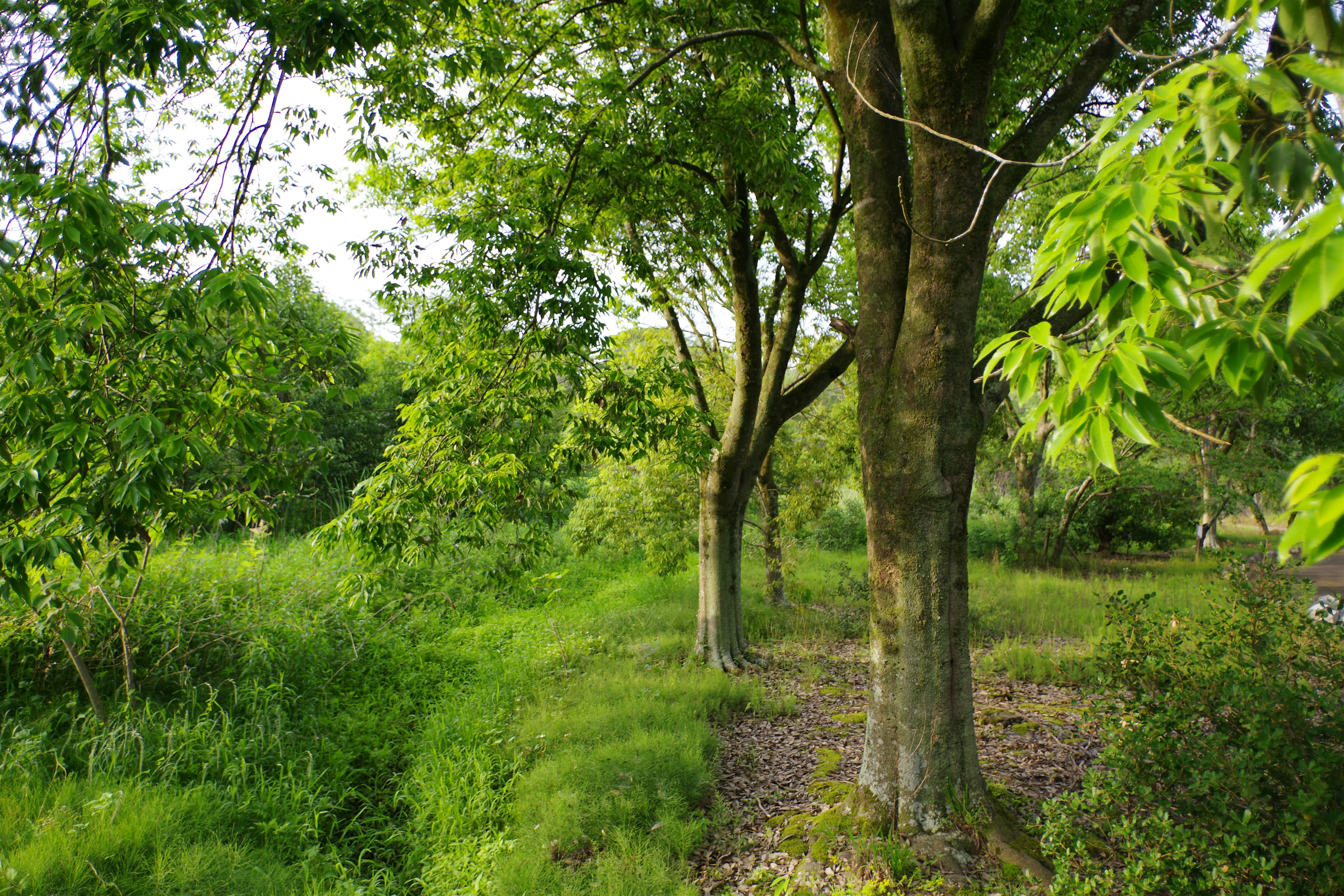 Lush green trail through Austin greenbelt with dappled sunlight filtering through tall oak trees
