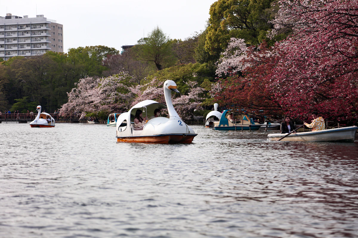 Schwanenboote auf dem Teich im Inokashira-Park, umgeben von Grün. Der Park erstreckt sich über Musashino und Mitaka — zwei der beliebtesten Tama-Städte