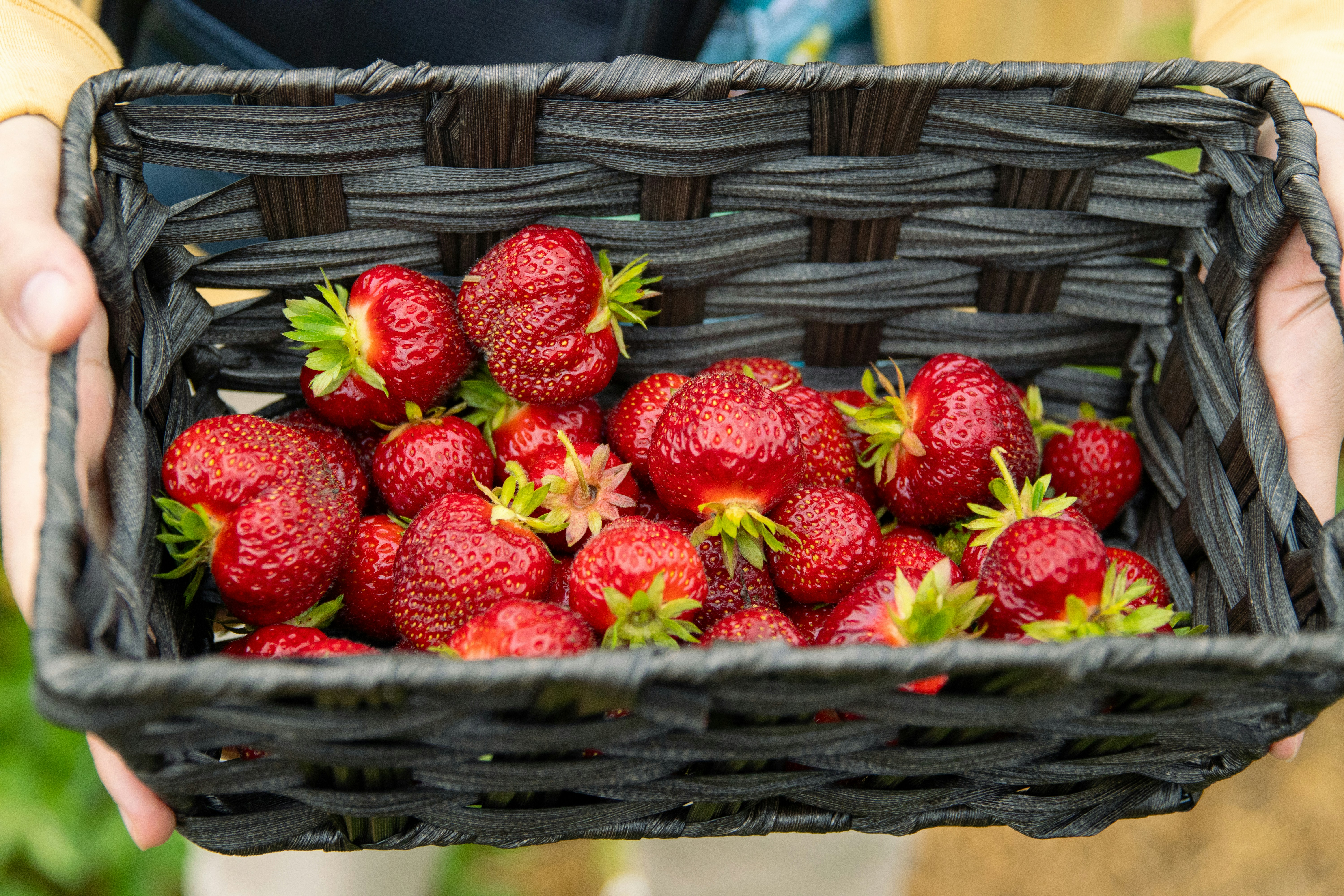 Harvesting Adventure: Top Local Farms to Visit This Fall