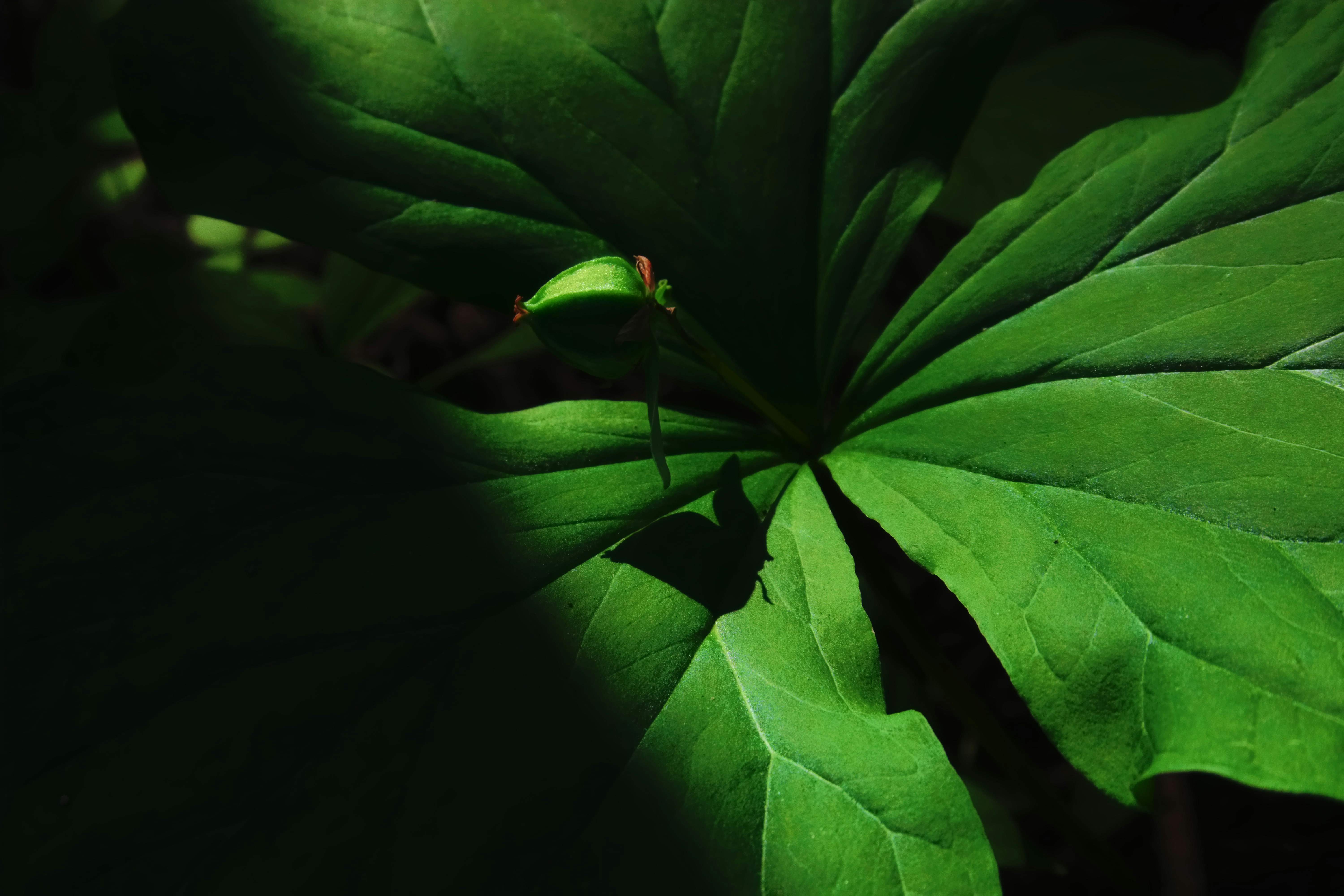 Photo by forest_serenity