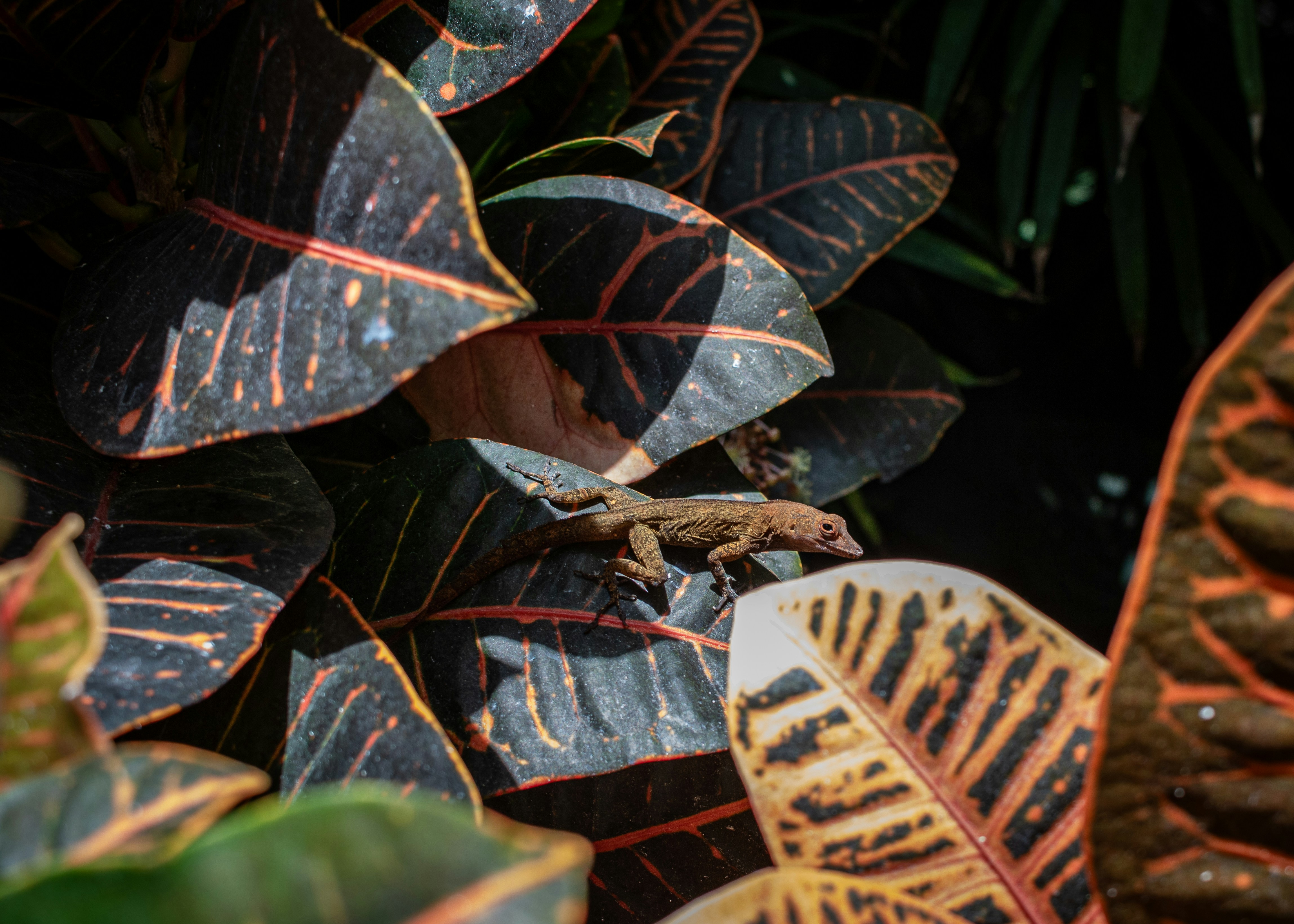 Photo by zoshuacolah