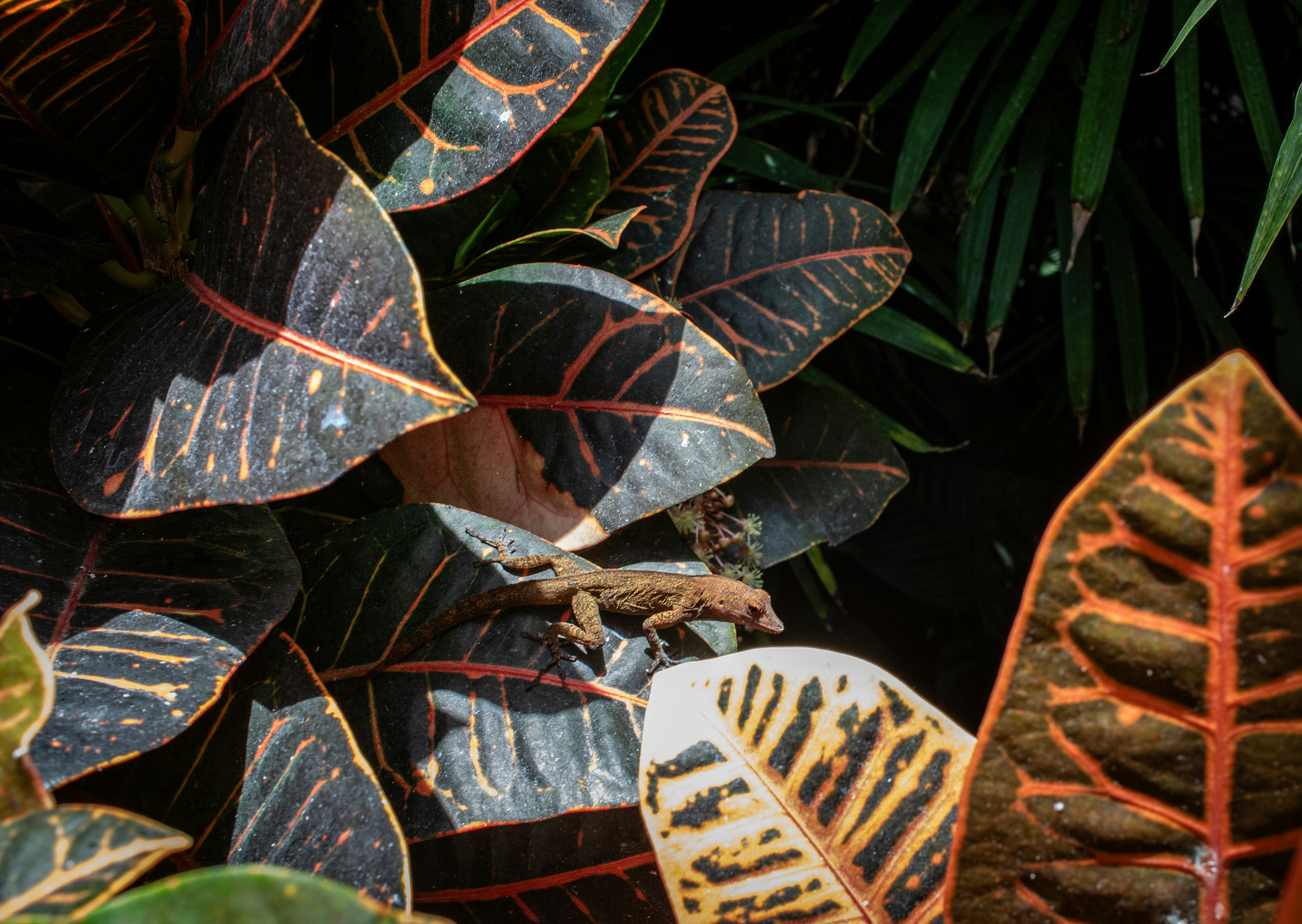 Photo by zoshuacolah