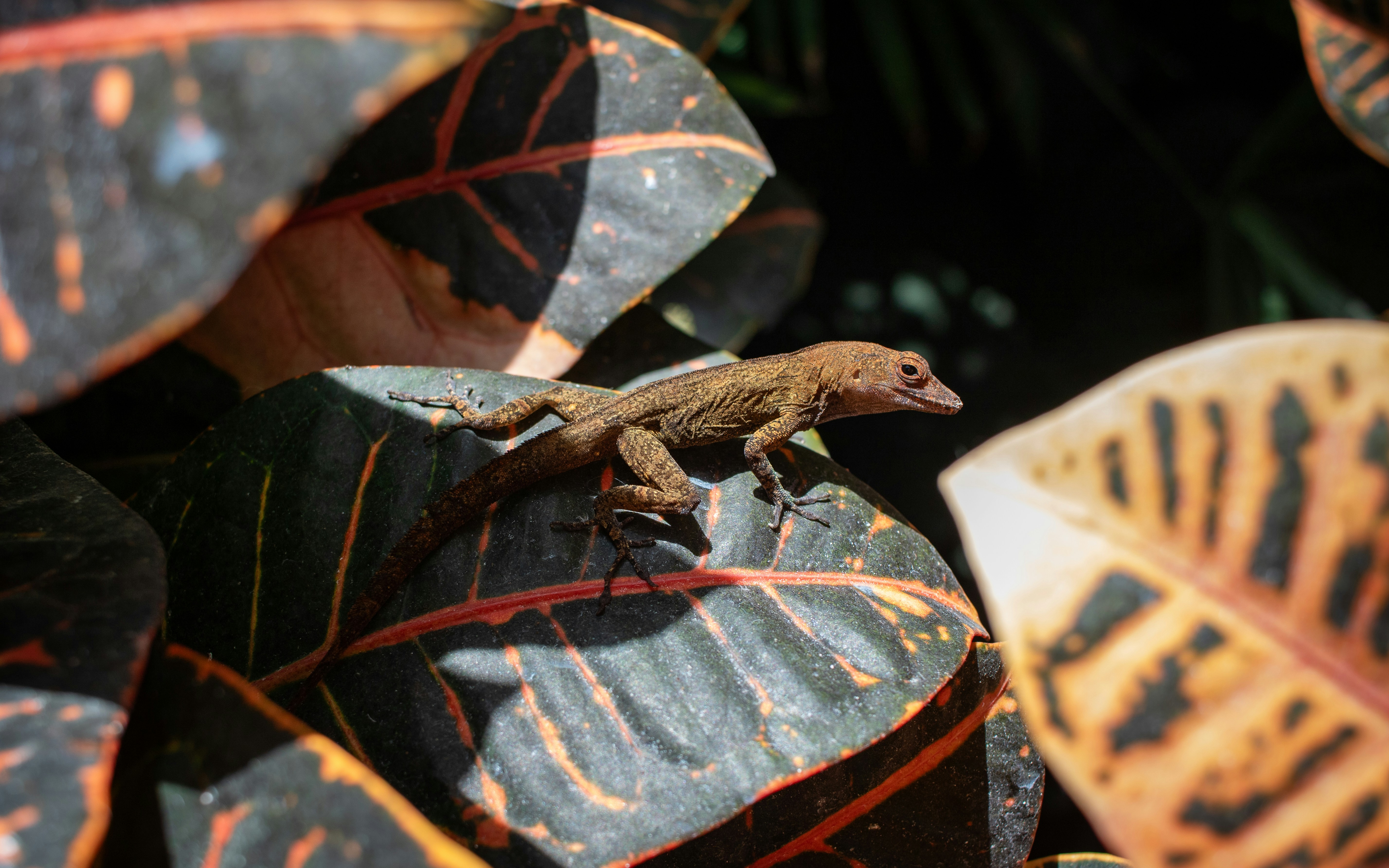A lizard is sitting on a leafy plant