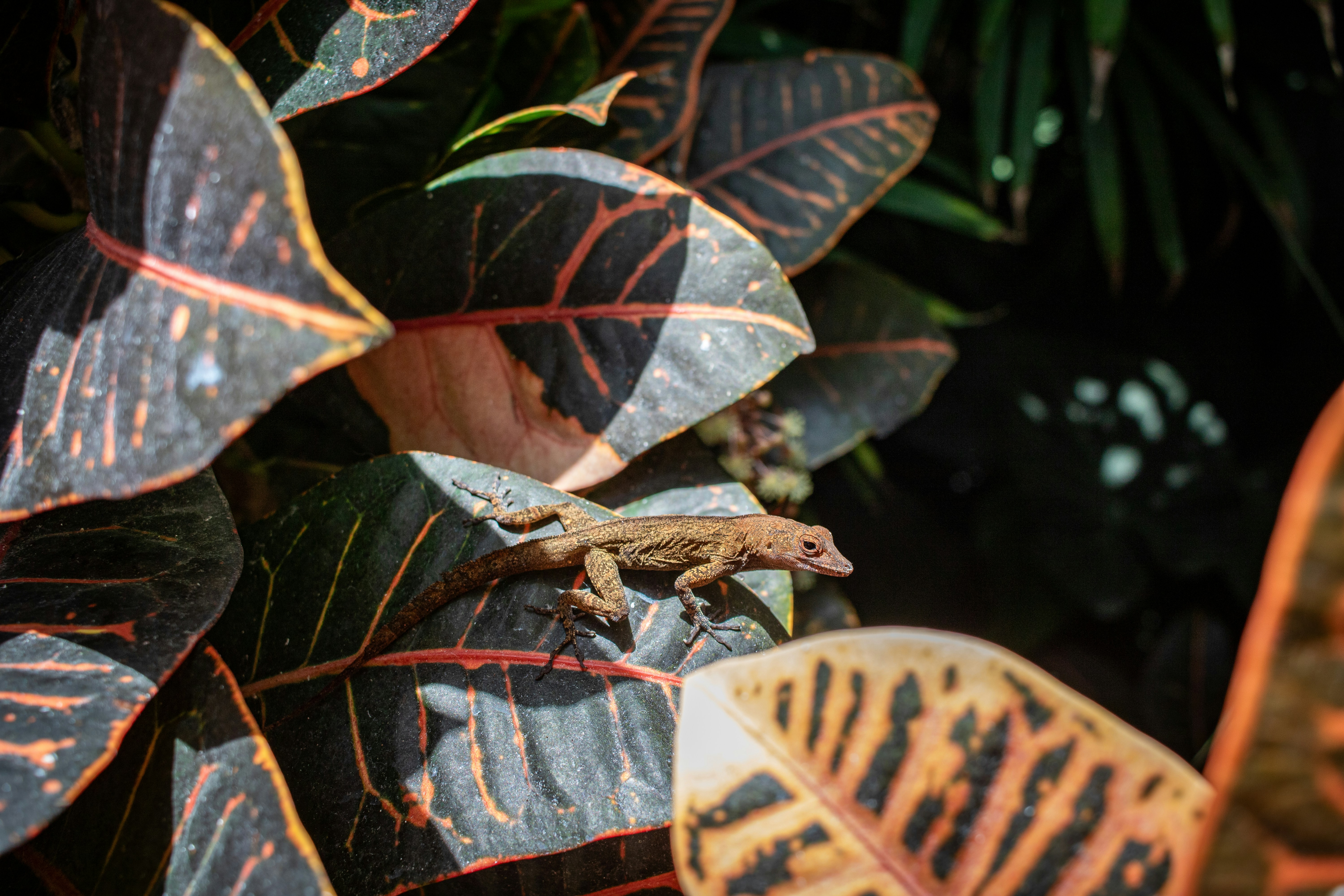 Photo by zoshuacolah