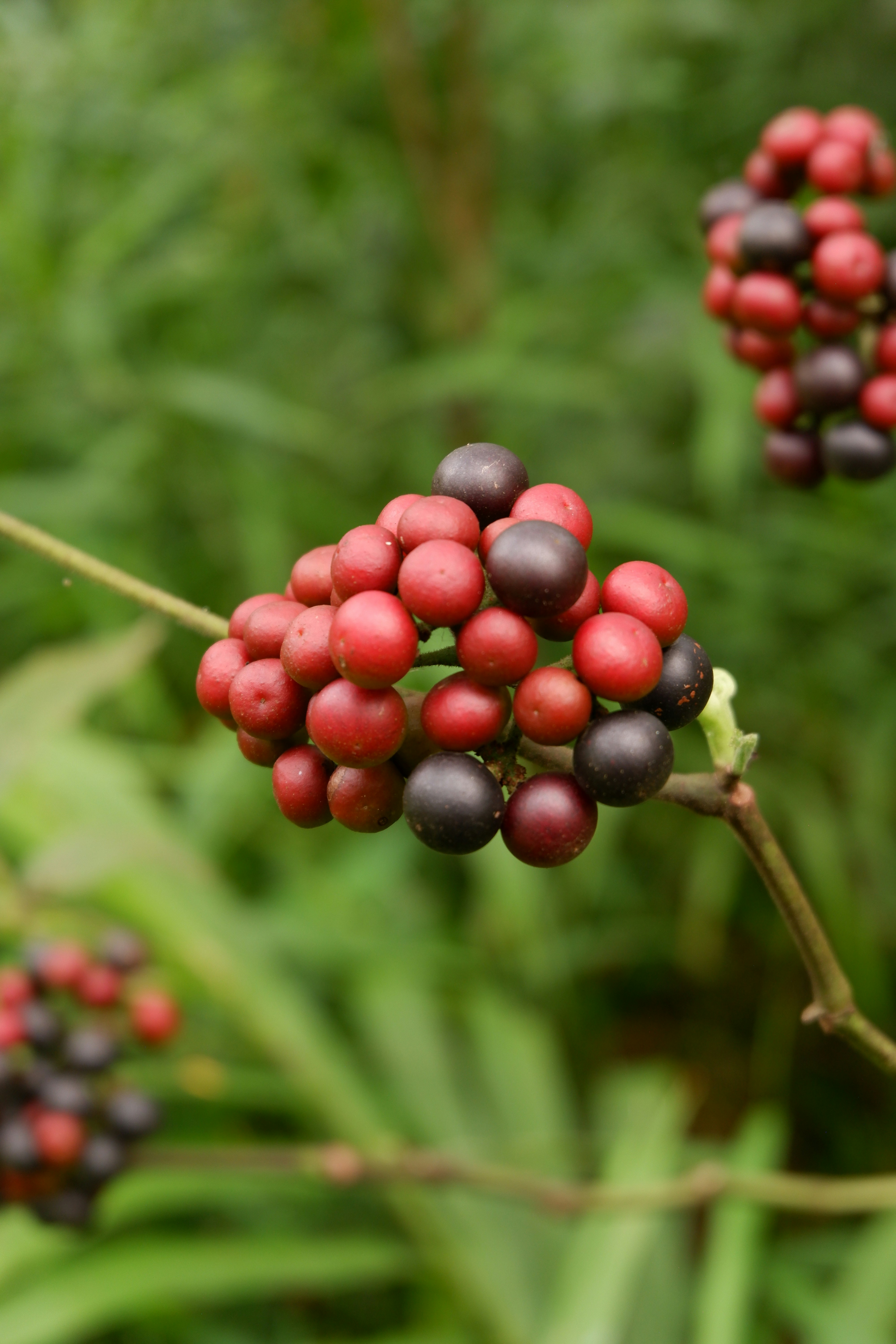 black seed wallpaper, wallpaper, 7 Manfaat Jintan Hitam untuk Pria yang Sayang Dilewatkan 1