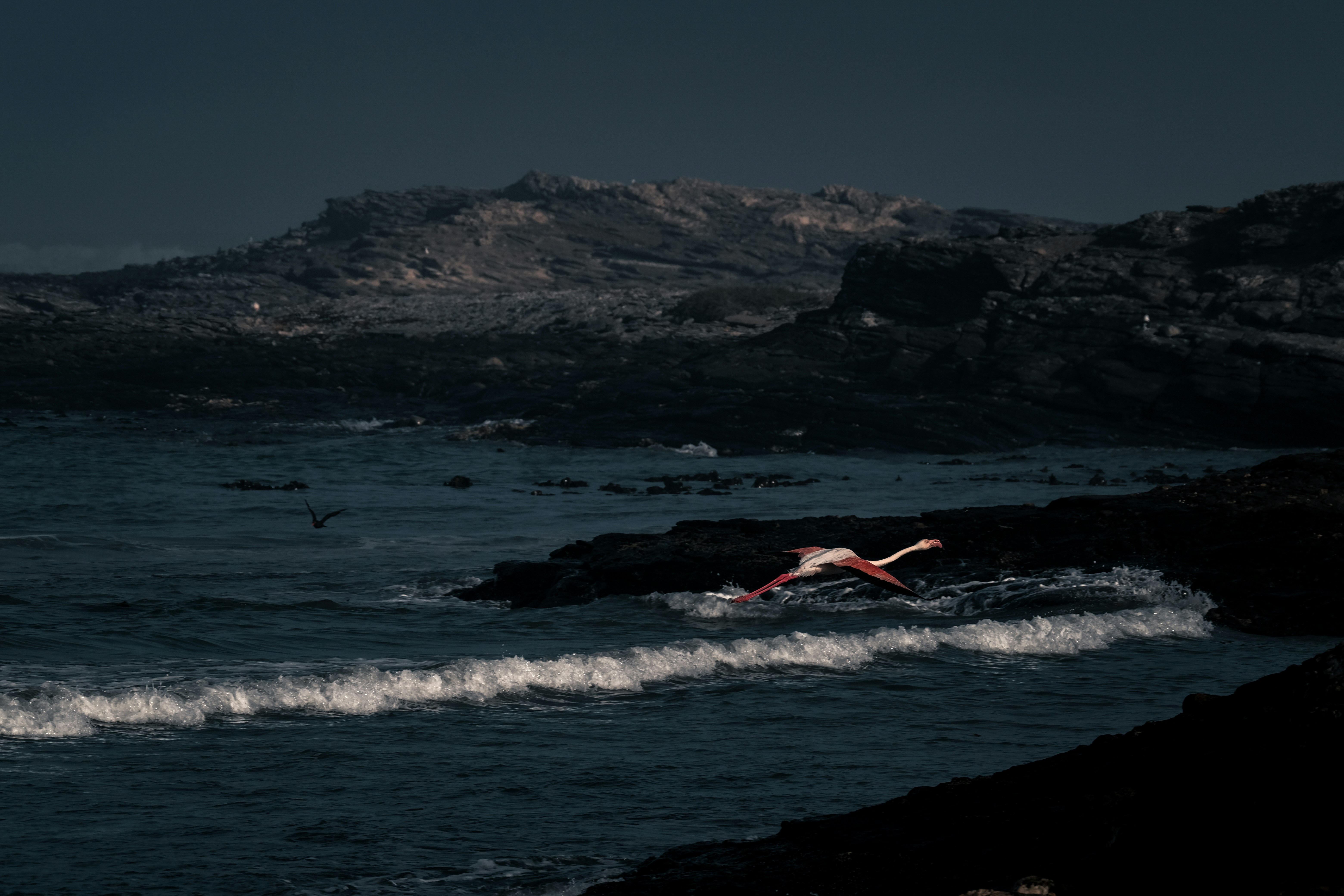 A bird flying over a body of water