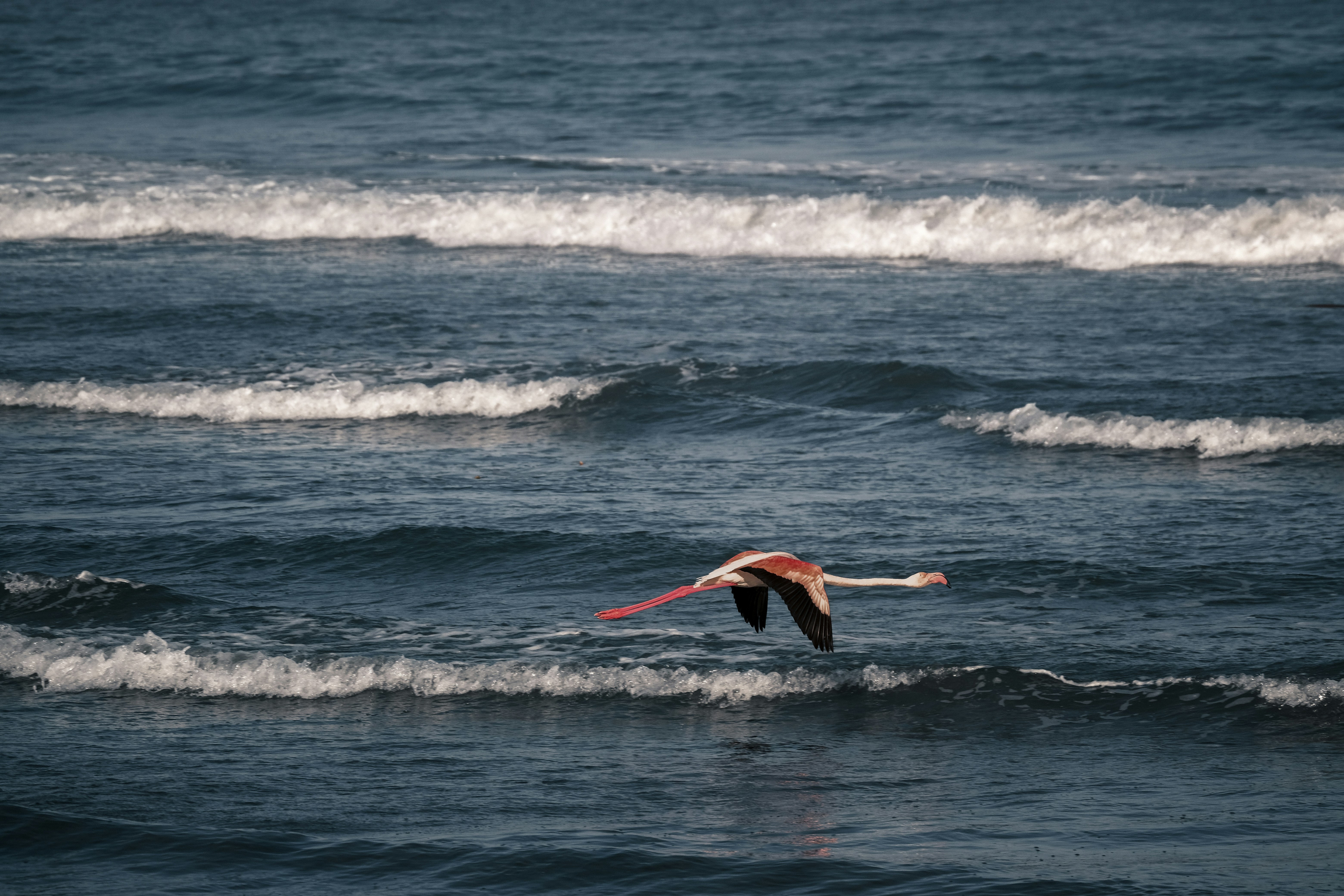 Photo by francesco_ungaro