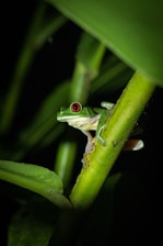 A small frog sitting on top of a green plant