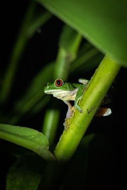 A small frog sitting on top of a green plant