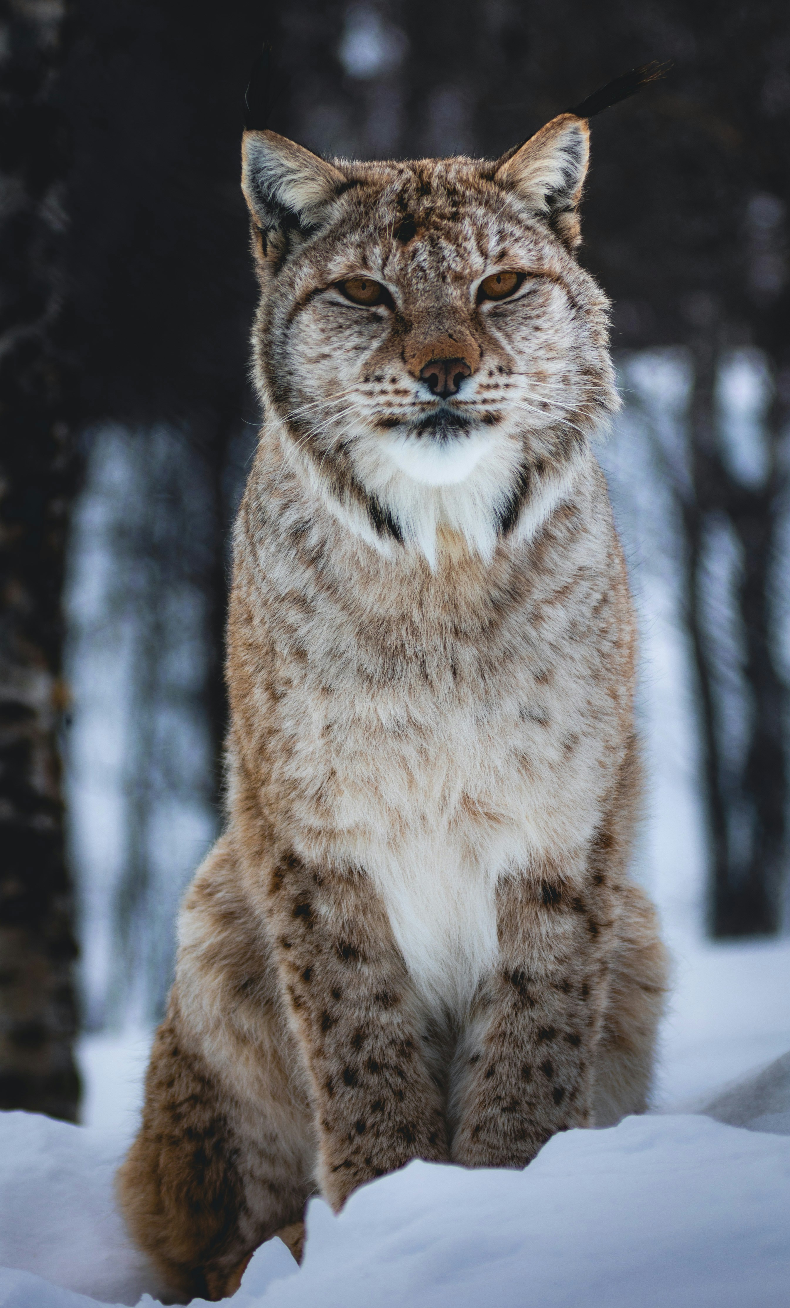 A lynx sitting in the snow in front of some trees
