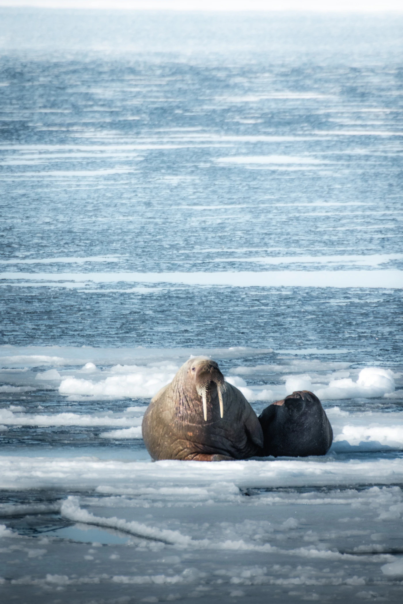 A pair of walruses laying on top of an ice floe together