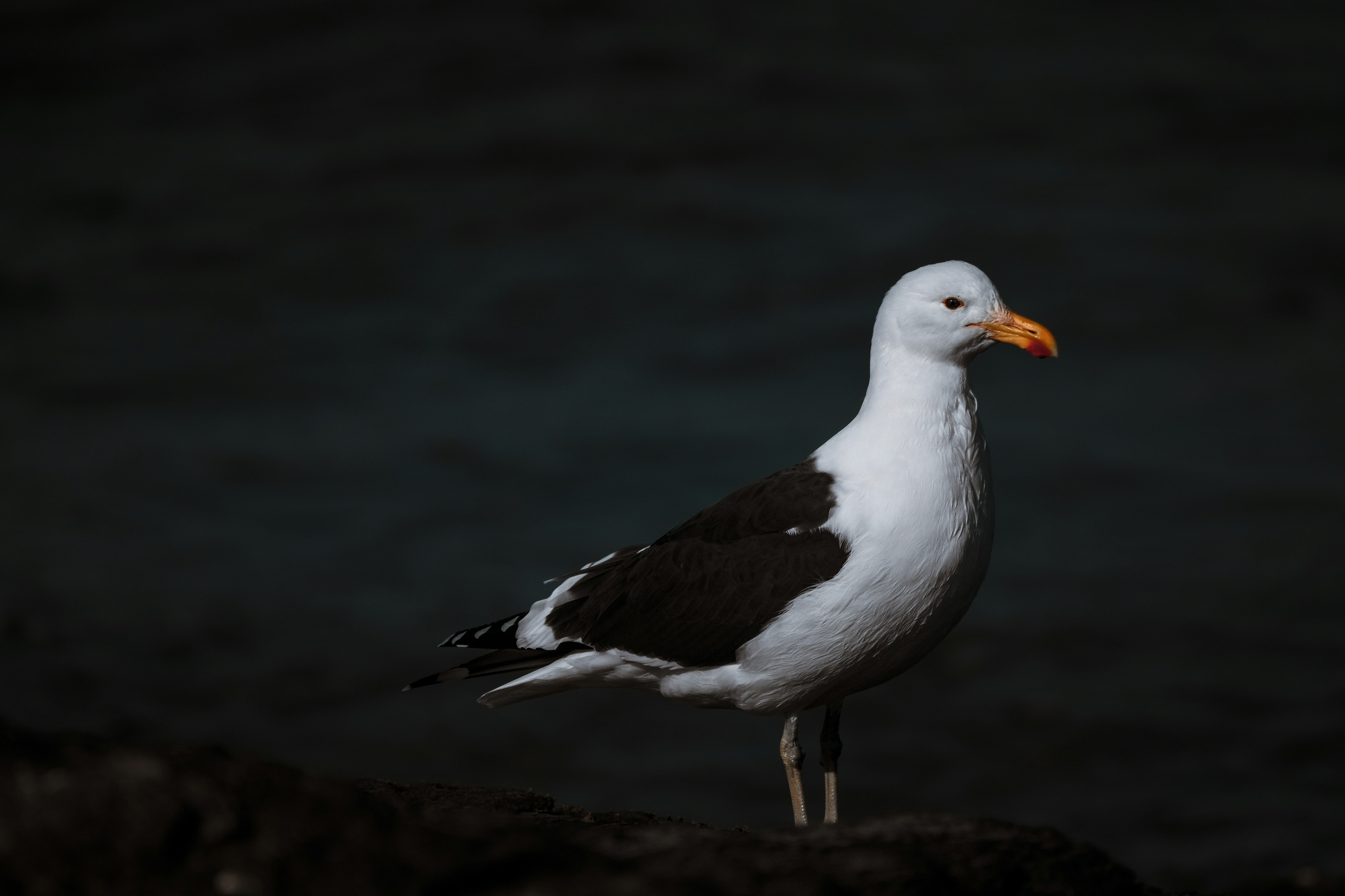 Photo by francesco_ungaro