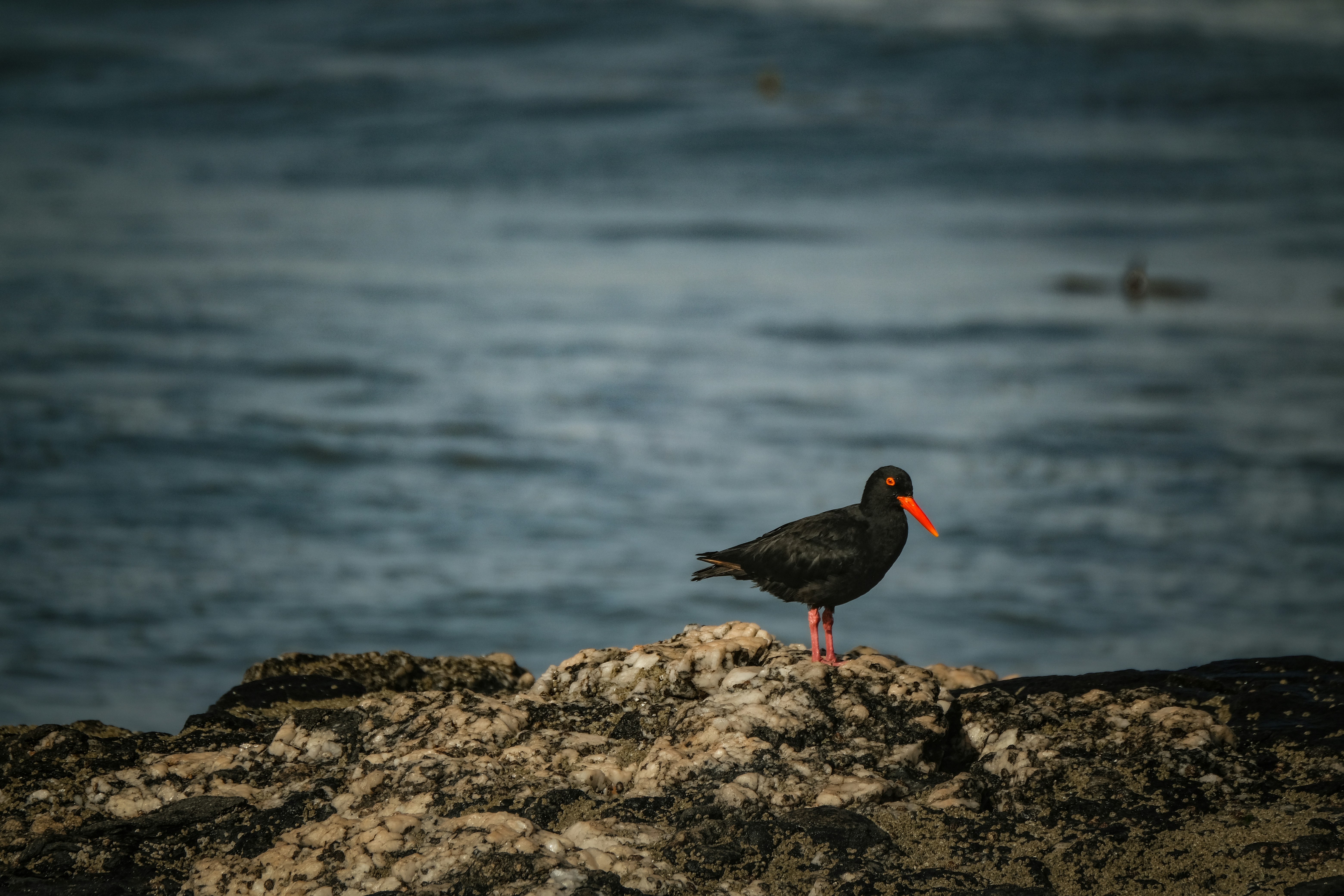 Photo by francesco_ungaro