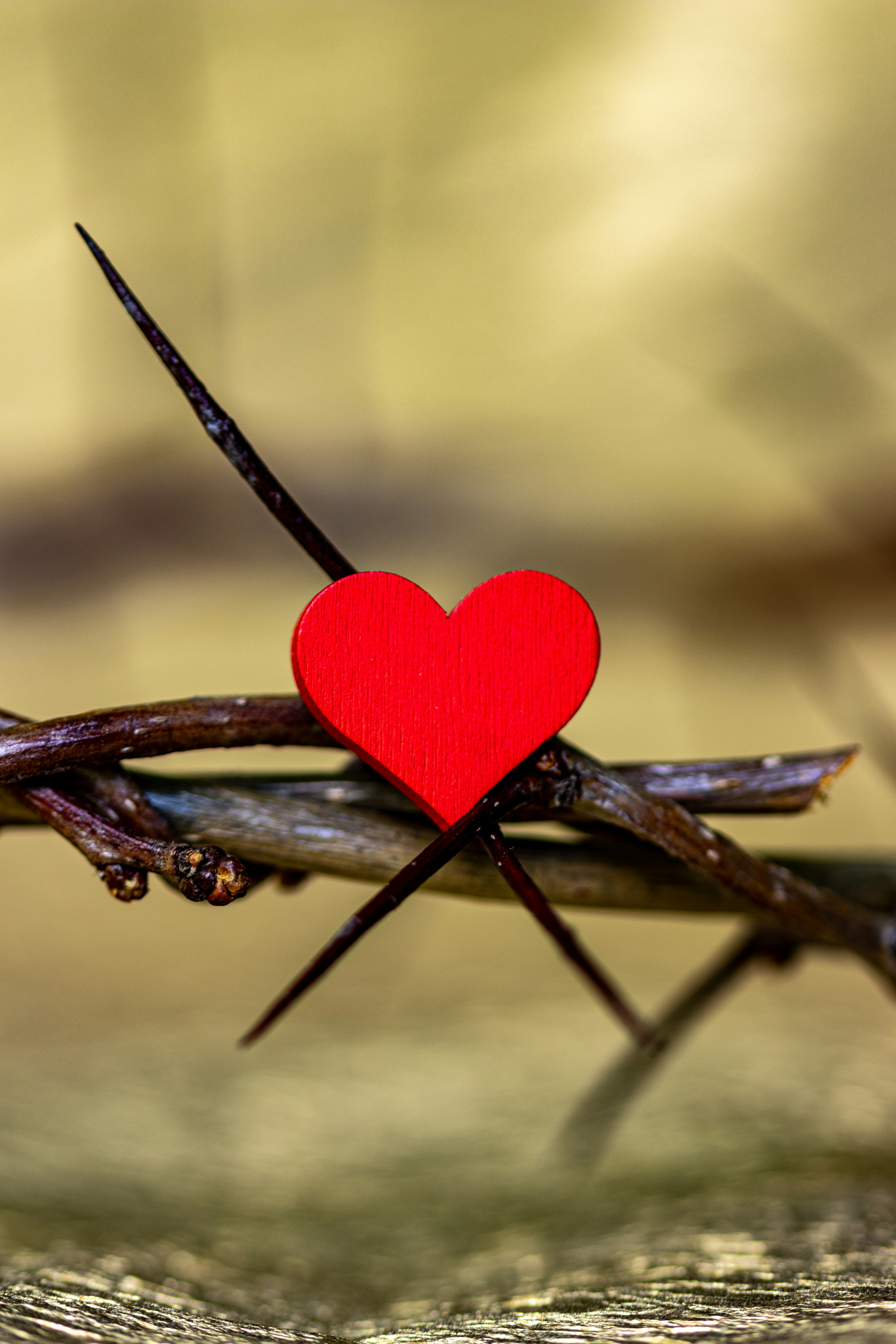 Un corazón rojo sentado encima de una ramita