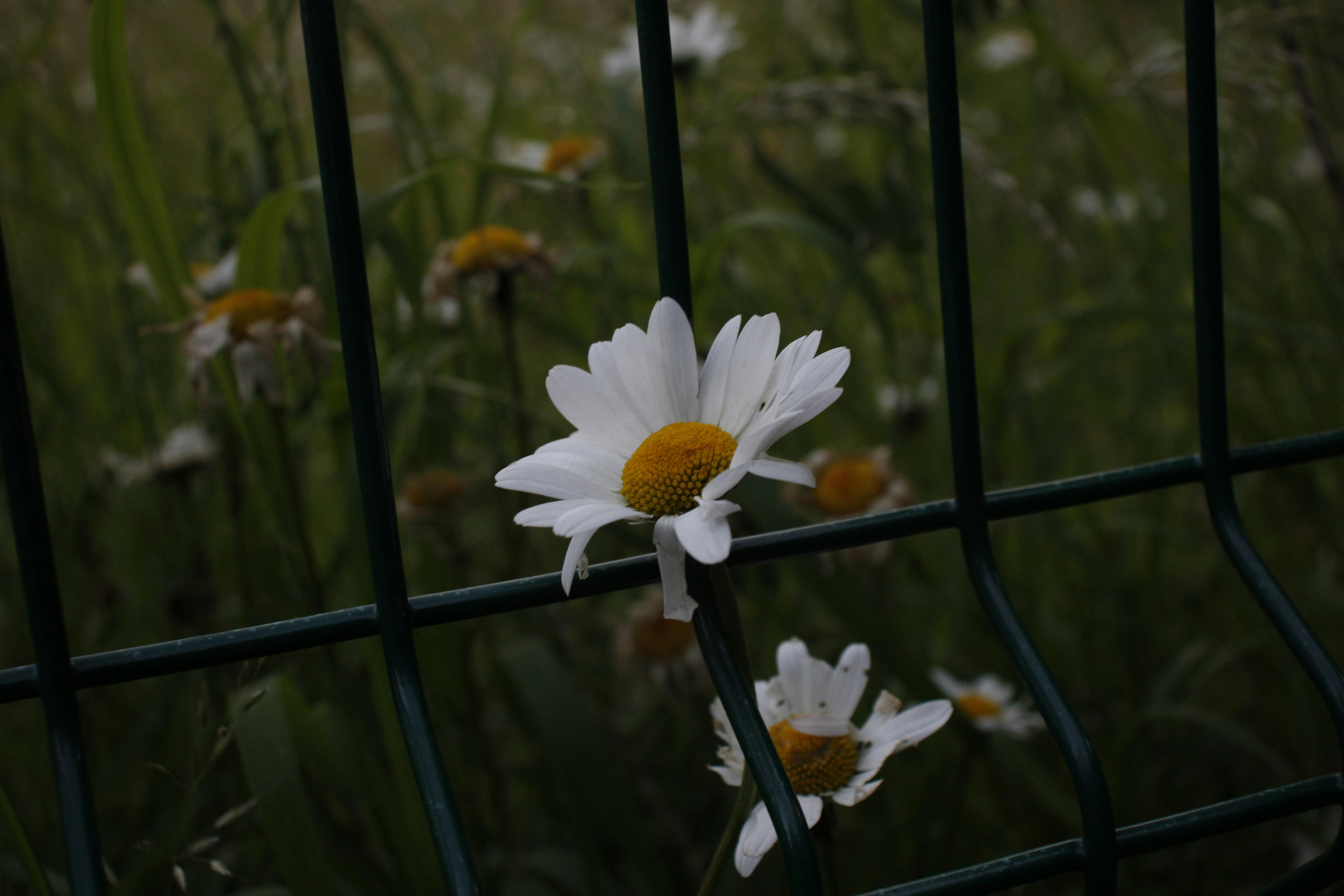 Photo by bloominghyacinth