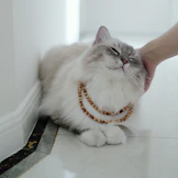 A cat is being petted by a woman