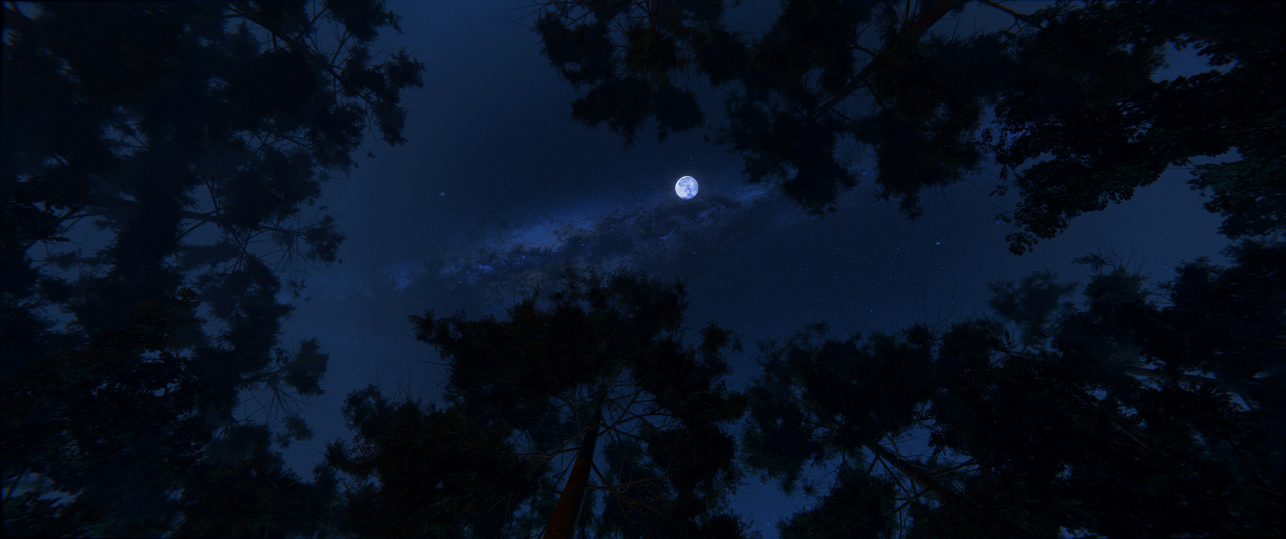 A view of the moon through the trees at night