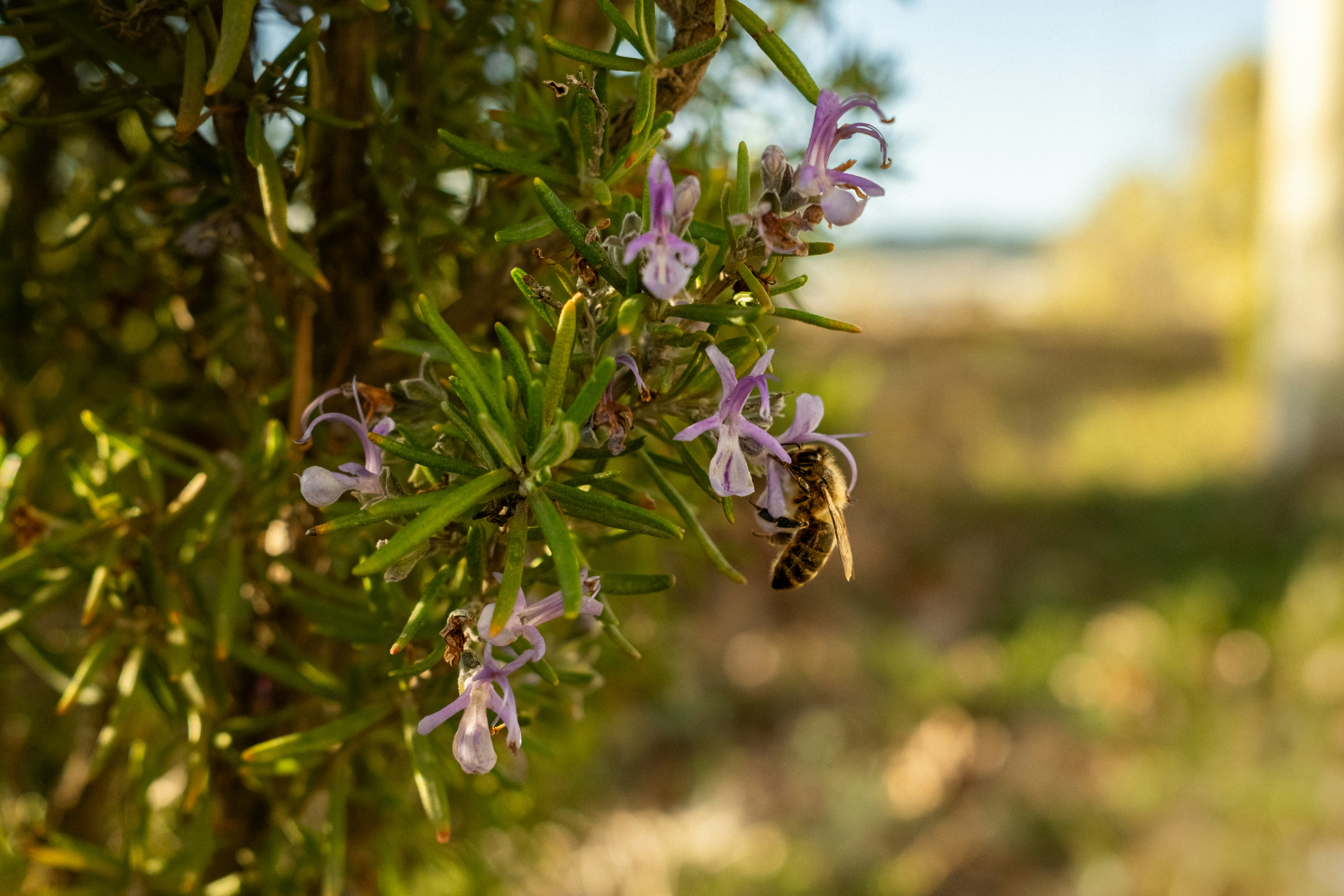 Photo by lauraespana