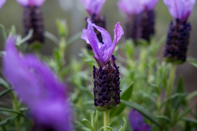 A close up of purple flowers in a field