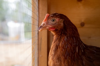 A close up of a chicken looking out a window