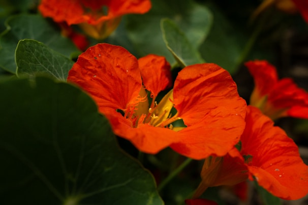 A close up of a red flower with green leaves