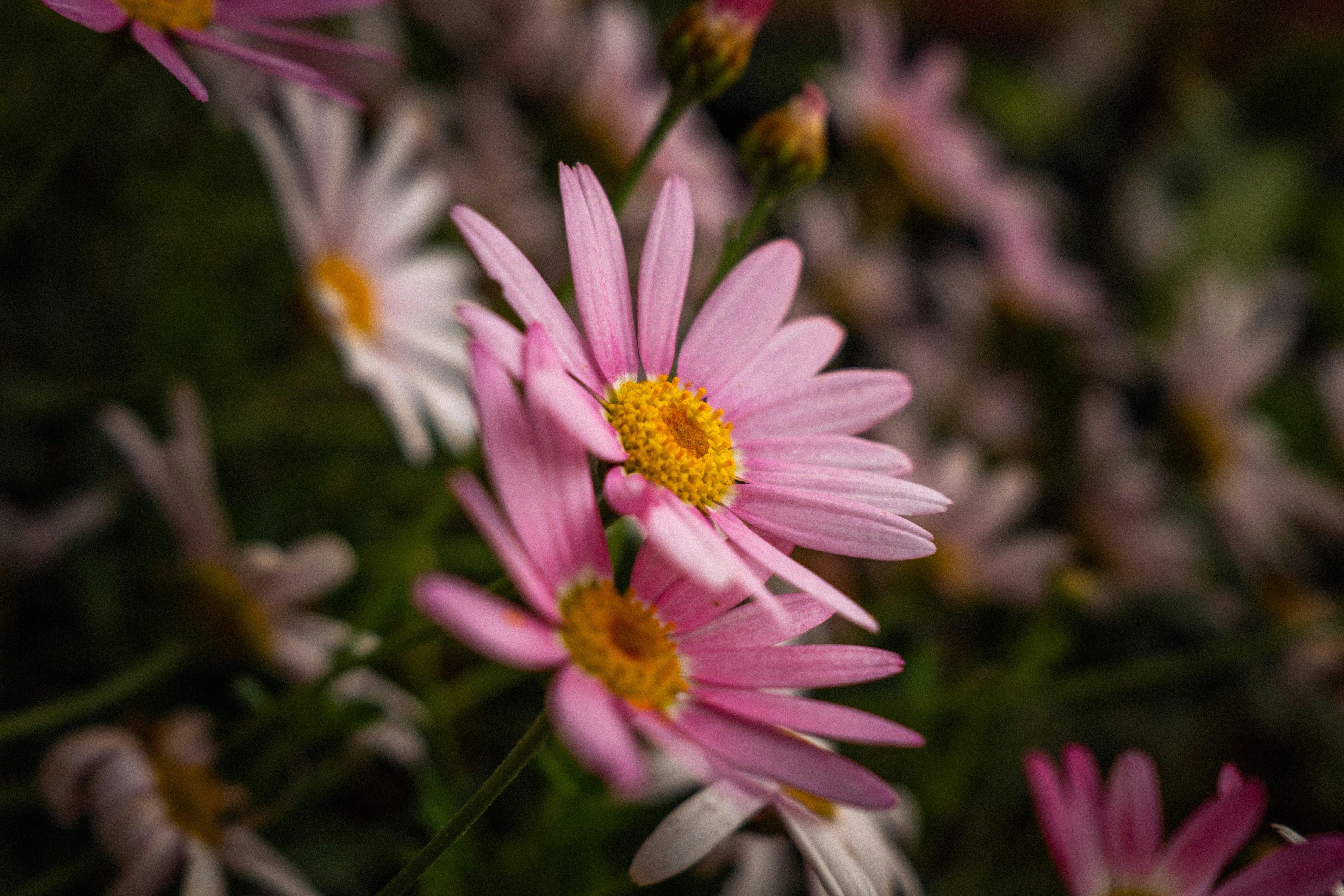 Photo by lauraespana