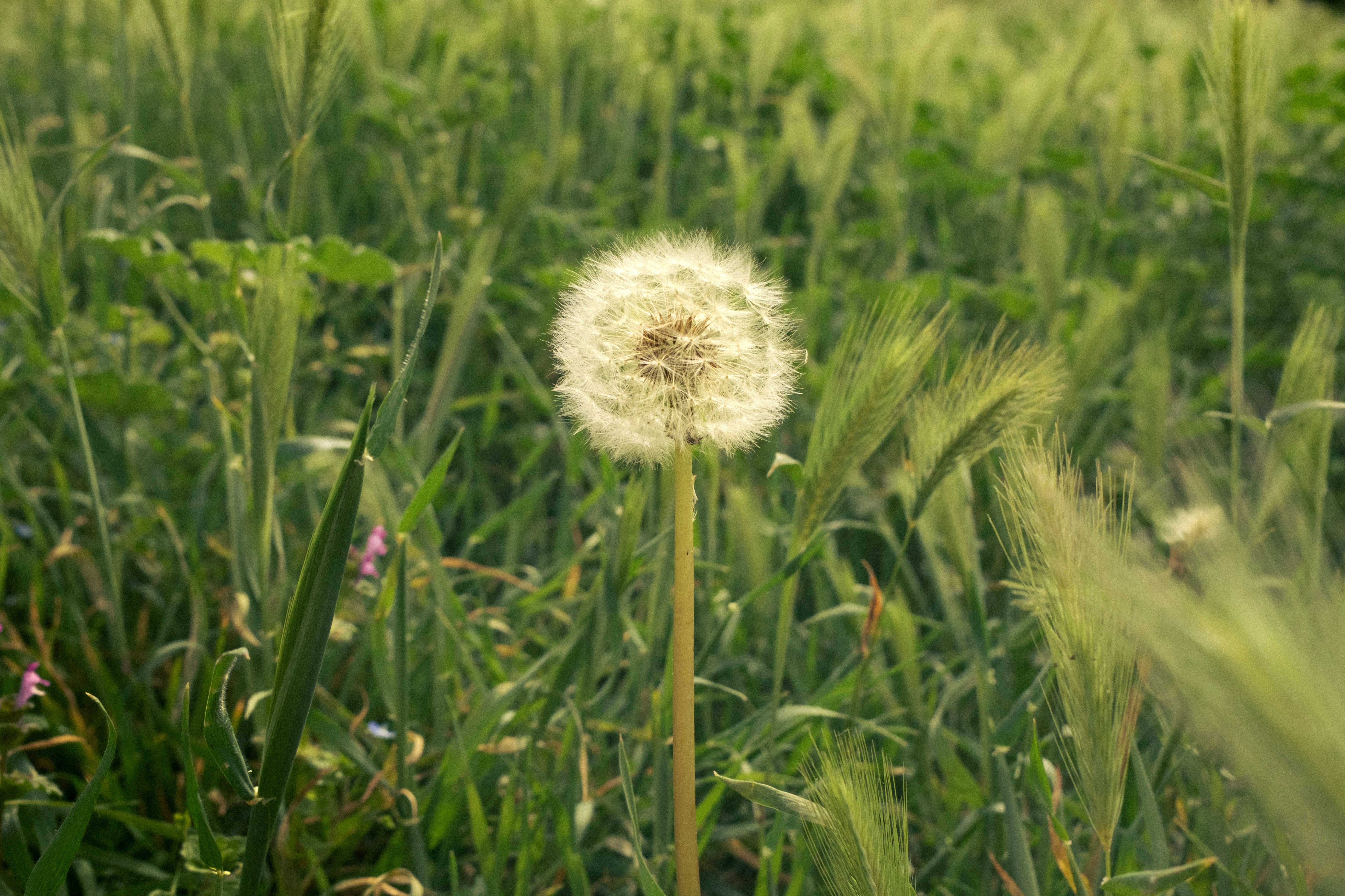 Photo by lauraespana