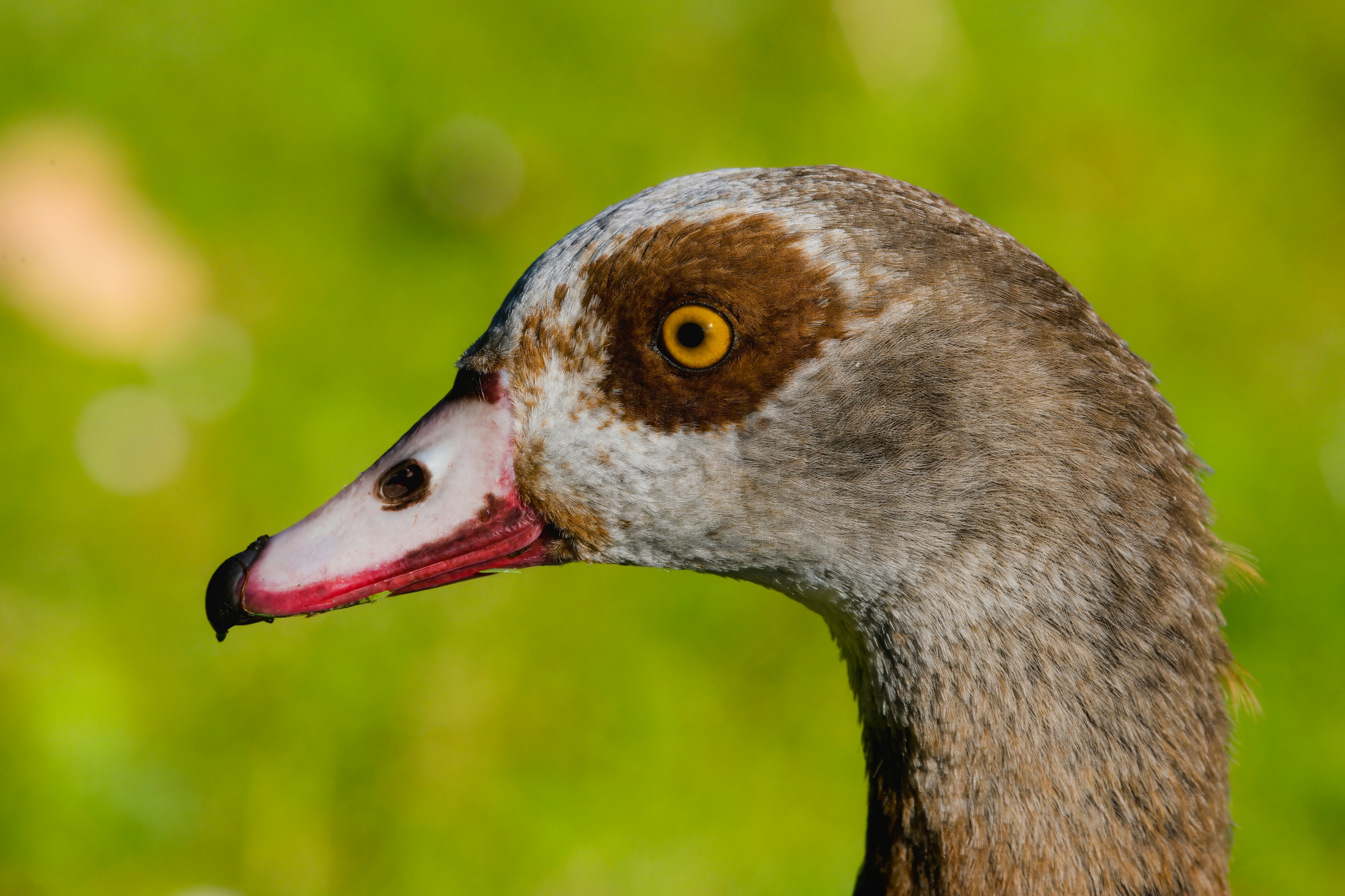 Photo by siegfriedpoepperl