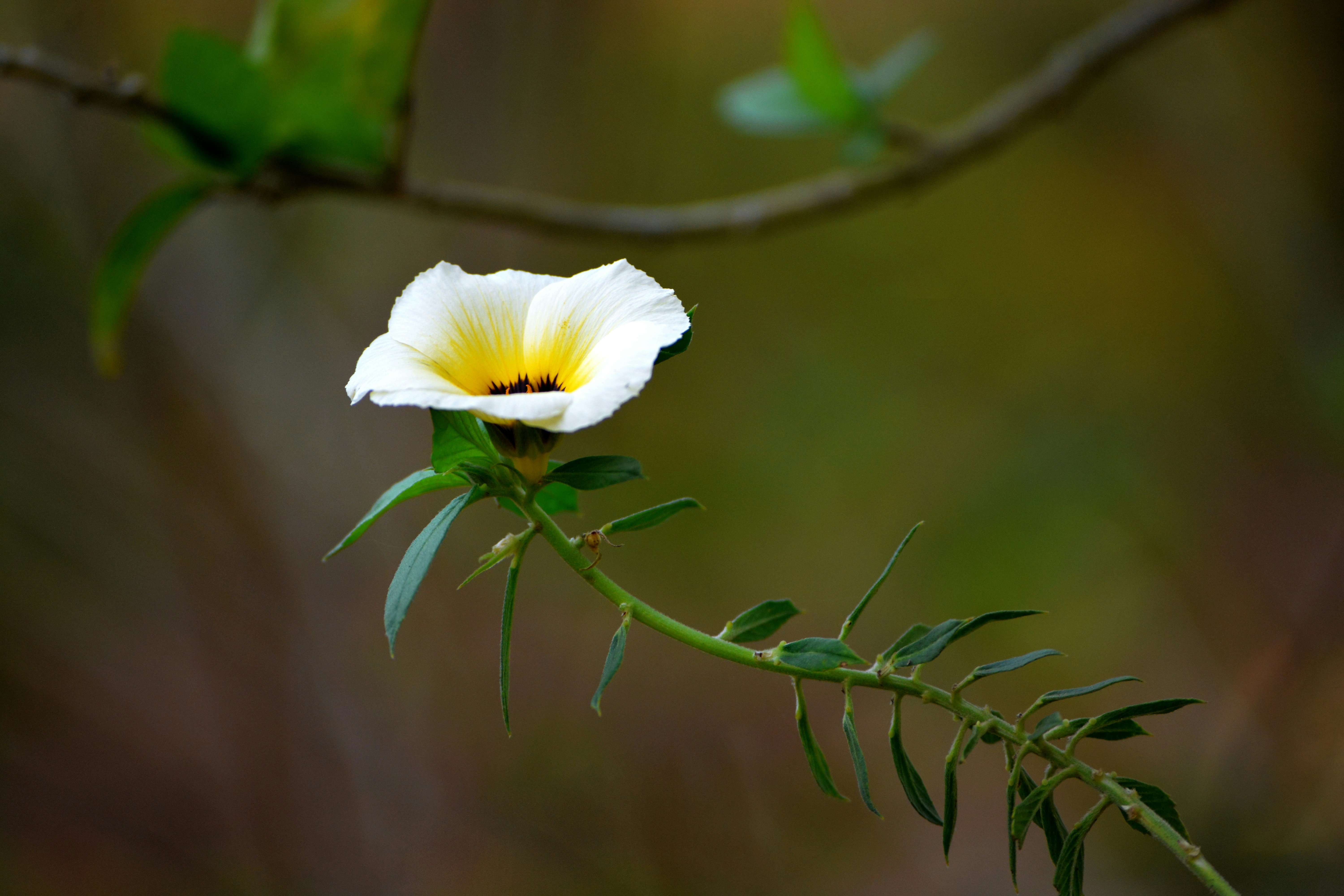 Photo by maheshkulal010