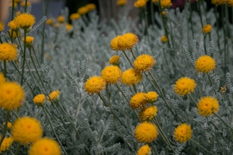 Купчина от жълта памукова лавандула, цъфтяща в градина — закръглени туфи, ярко открояващи се върху з